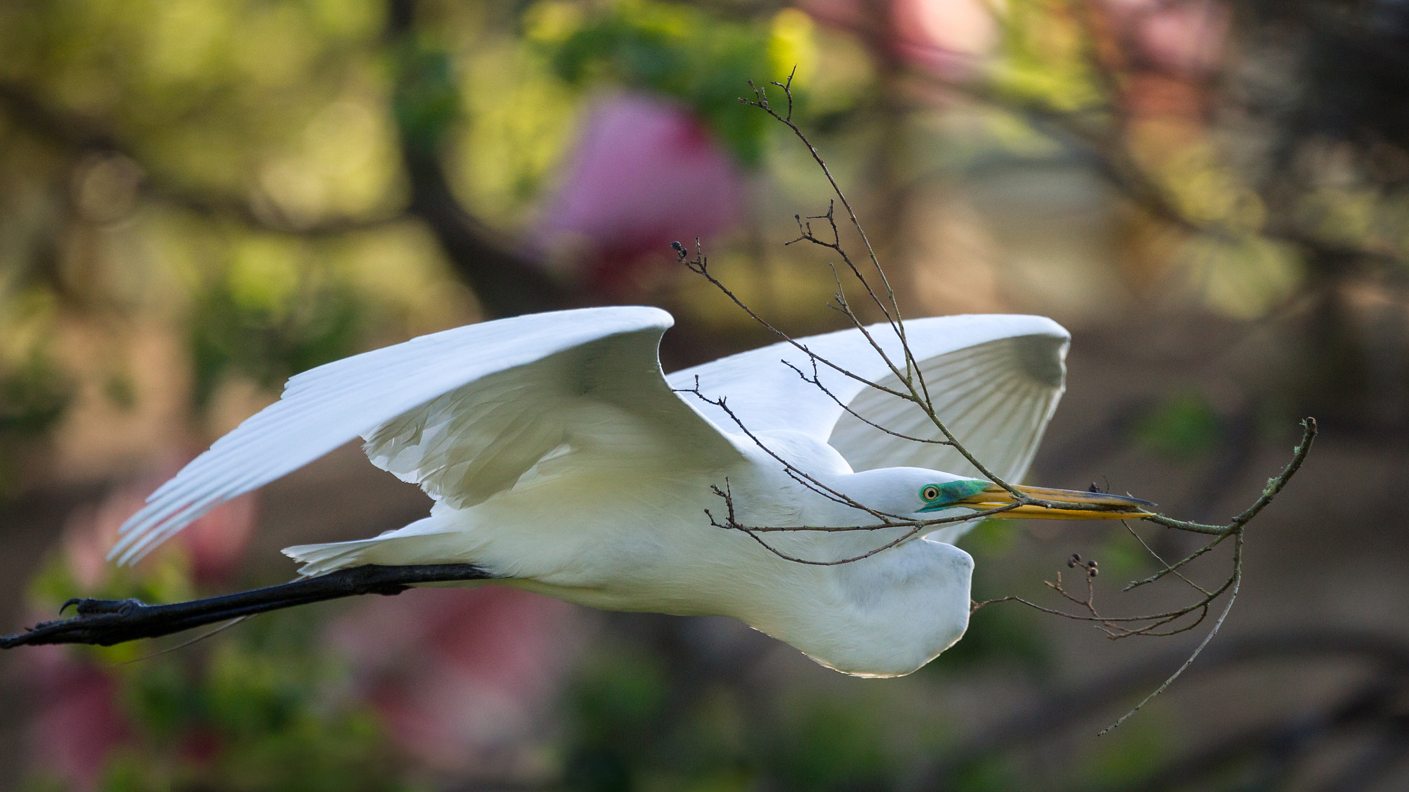 Canon EF 300mm F2.8L IS II USM sample photo. Nesting material. photography