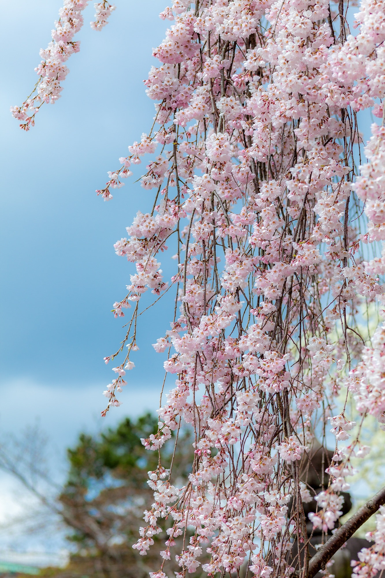 ZEISS Makro-Planar T* 100mm F2 sample photo. 樱花 photography