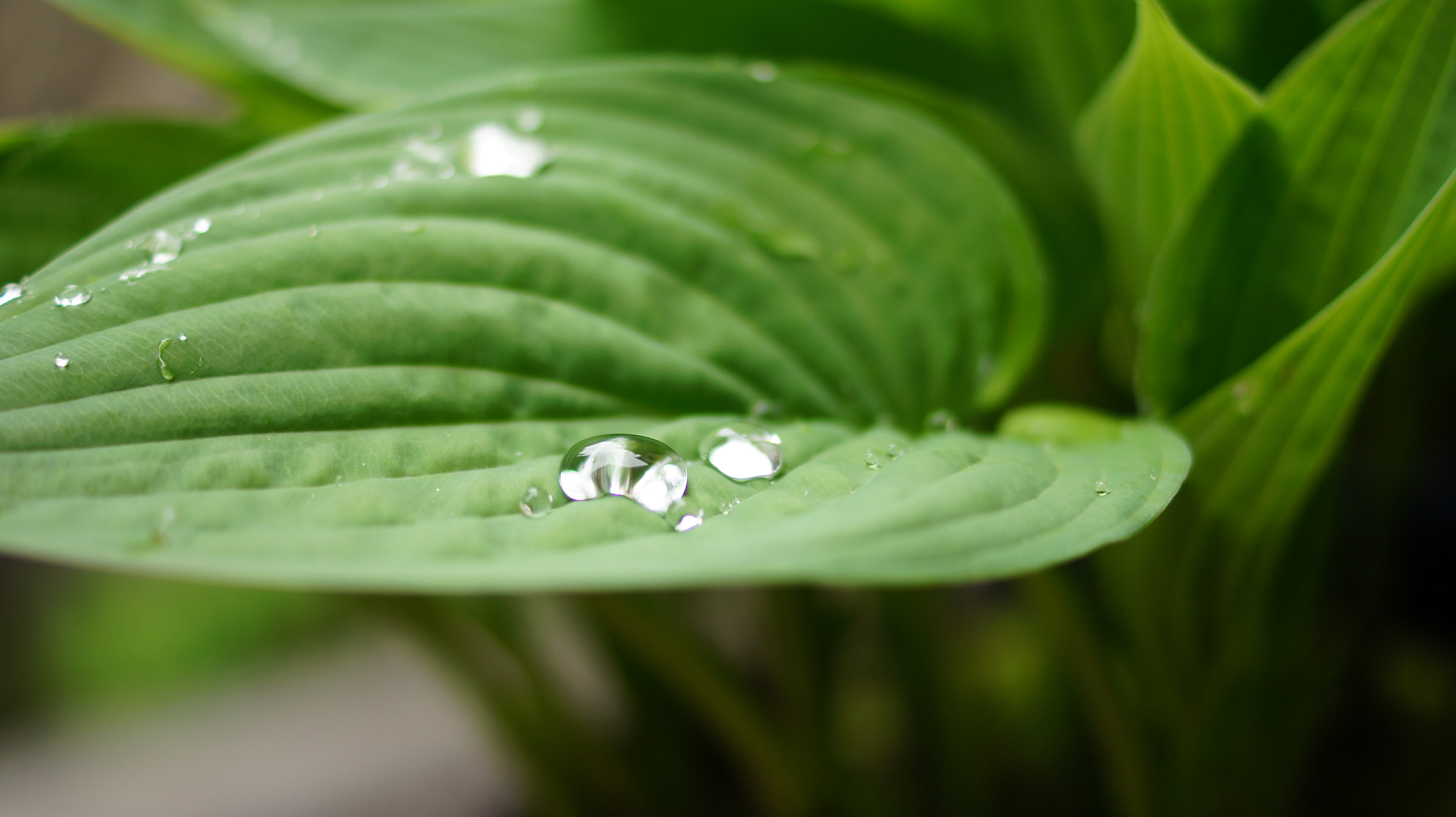 Sony SLT-A33 + Sony DT 35mm F1.8 SAM sample photo. Rain drop on a leaf photography