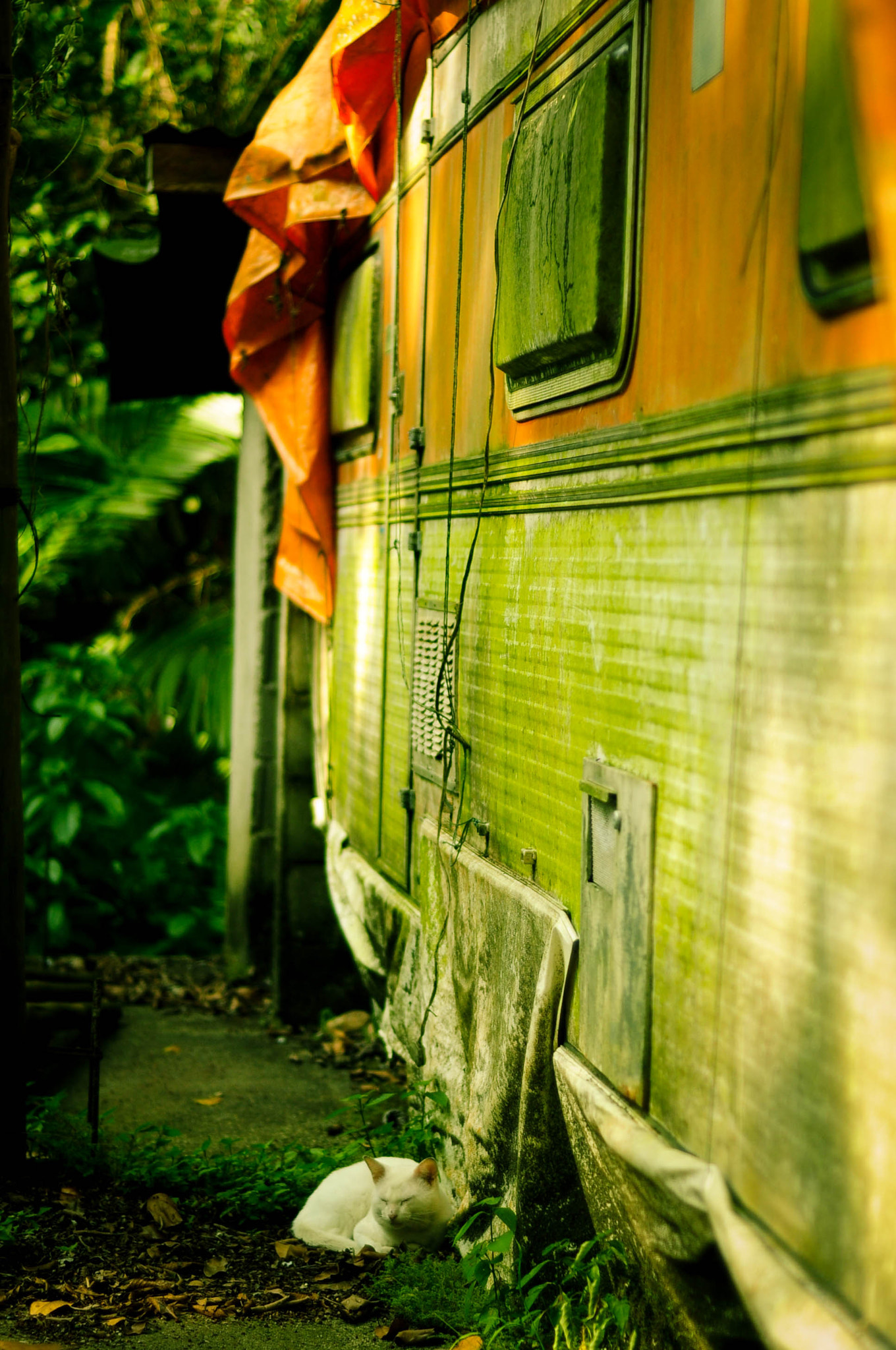 Nikon D5000 + Nikon AF Nikkor 50mm F1.8D sample photo. Dsc_0937.jpg photography