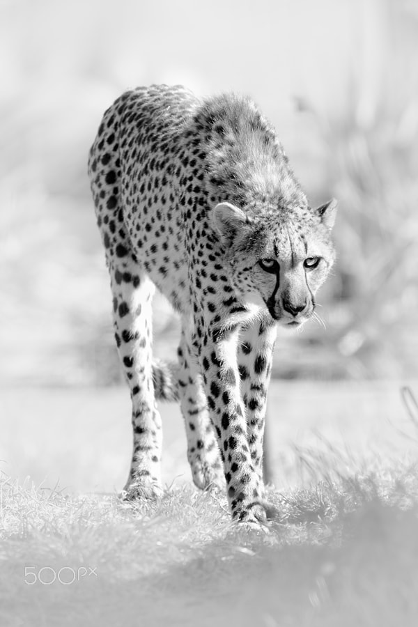Nikon D4 sample photo. Cheetah photography