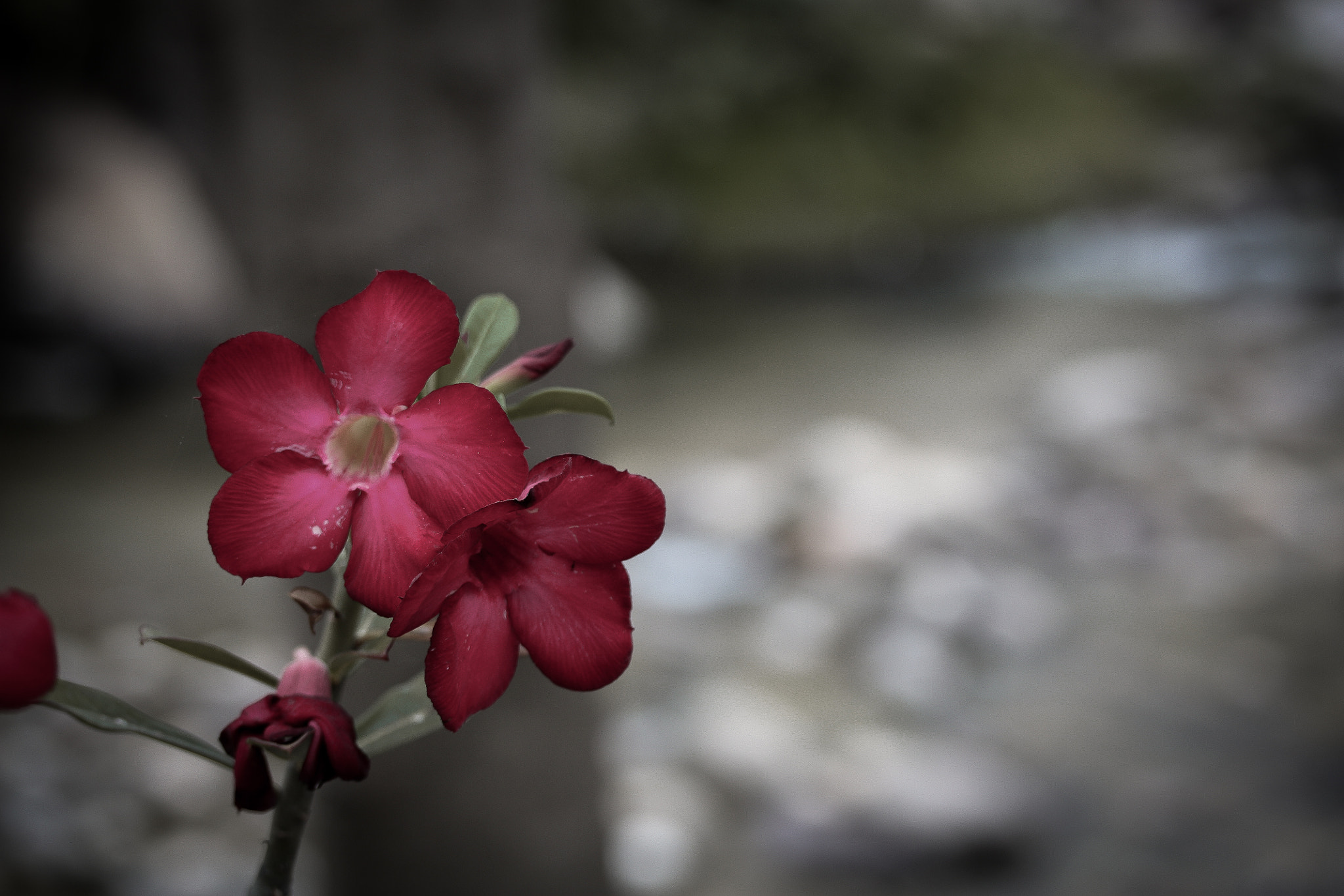 Canon EF-S 60mm F2.8 Macro USM sample photo. Rivera del rio boutique flower photography
