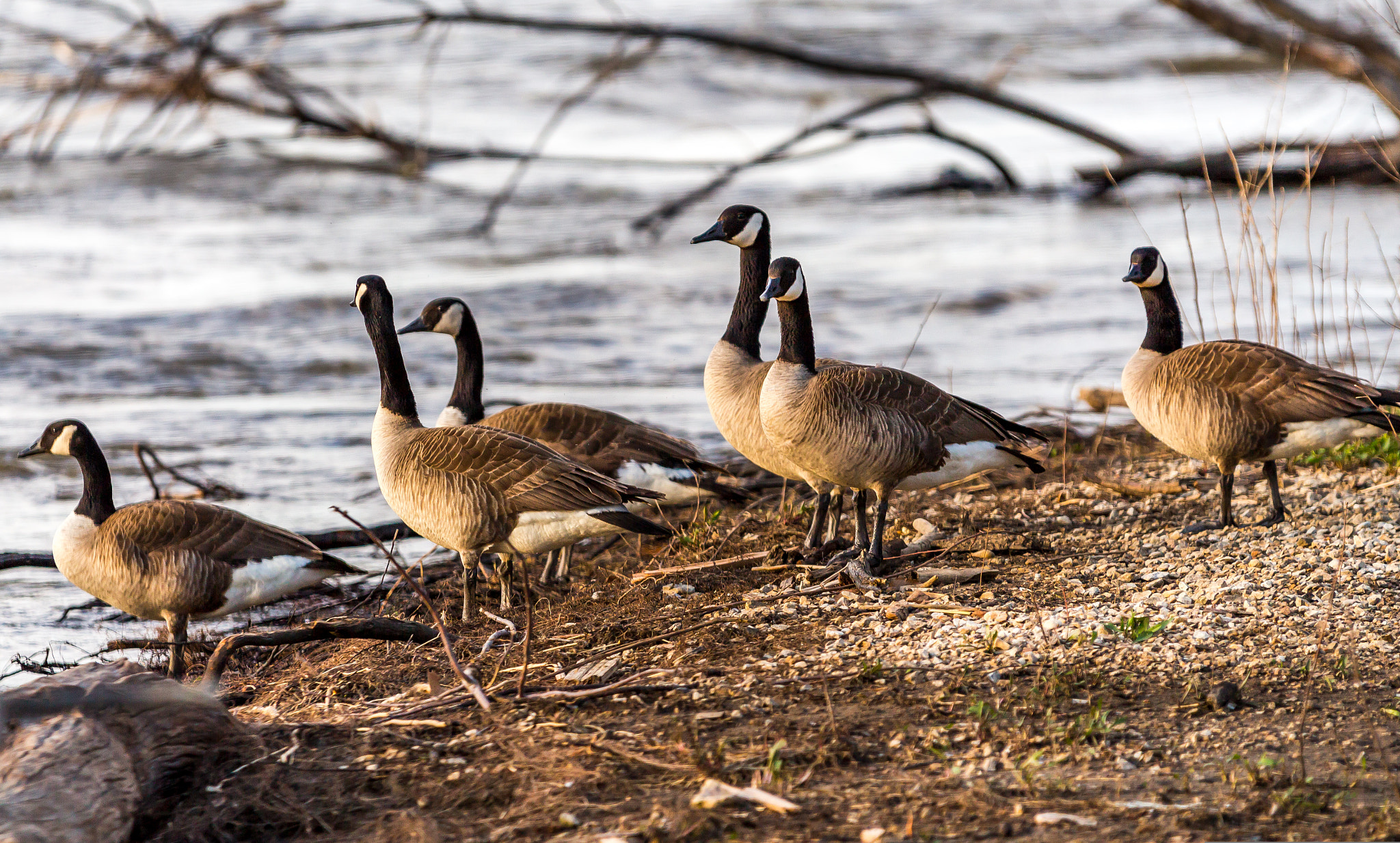 Sigma 70-200mm F2.8 EX DG OS HSM sample photo. Goose,goose photography