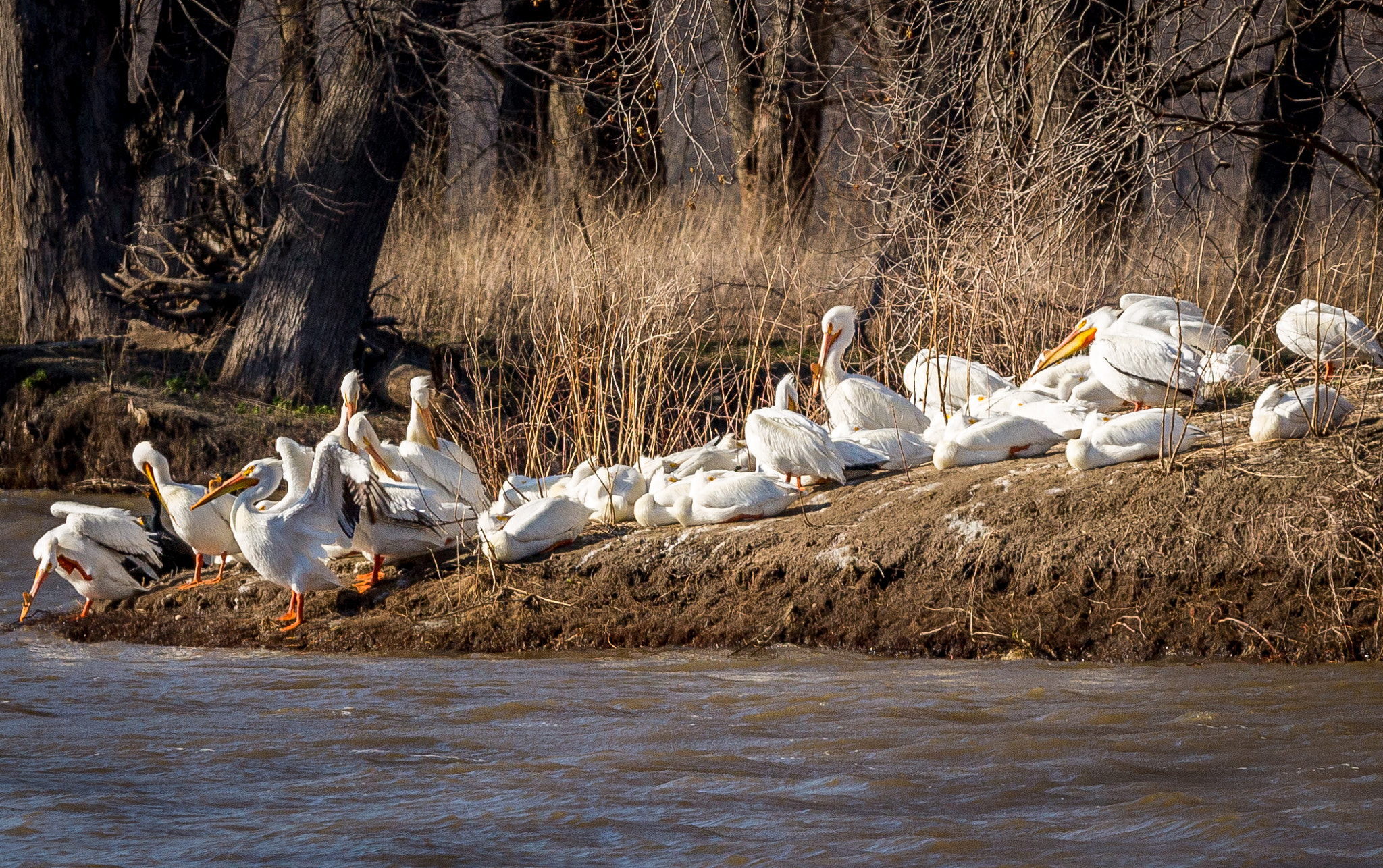 Sigma 70-200mm F2.8 EX DG OS HSM sample photo. Migration station photography