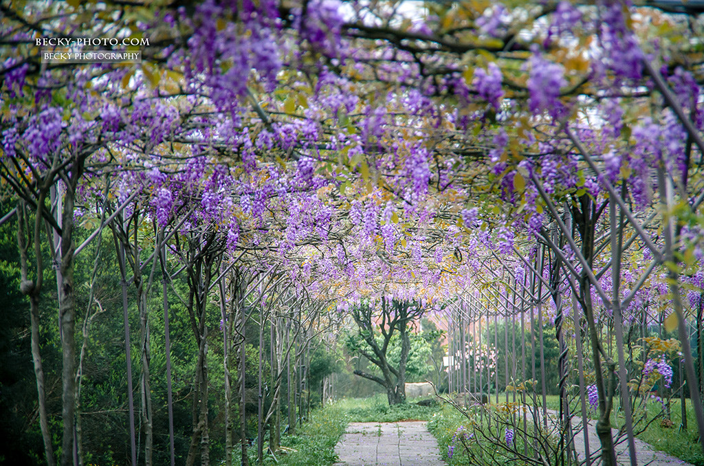 Pentax K-5 IIs sample photo. Wisteria photography