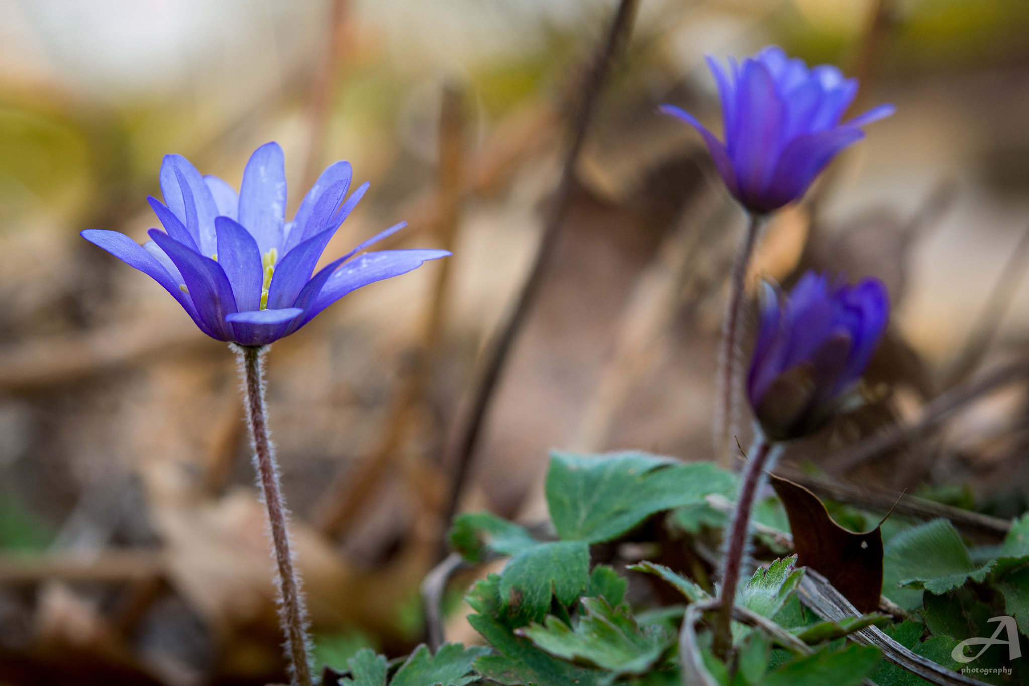 Nikon AF-S Micro-Nikkor 60mm F2.8G ED sample photo. One. photography