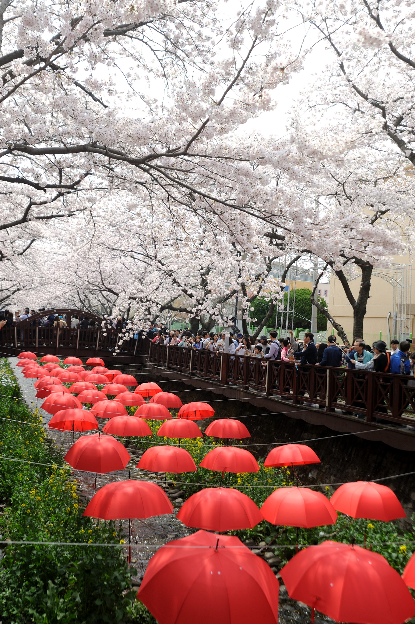 Sigma 17-35mm F2.8-4 EX DG  Aspherical HSM sample photo. Cherry blossoms photography