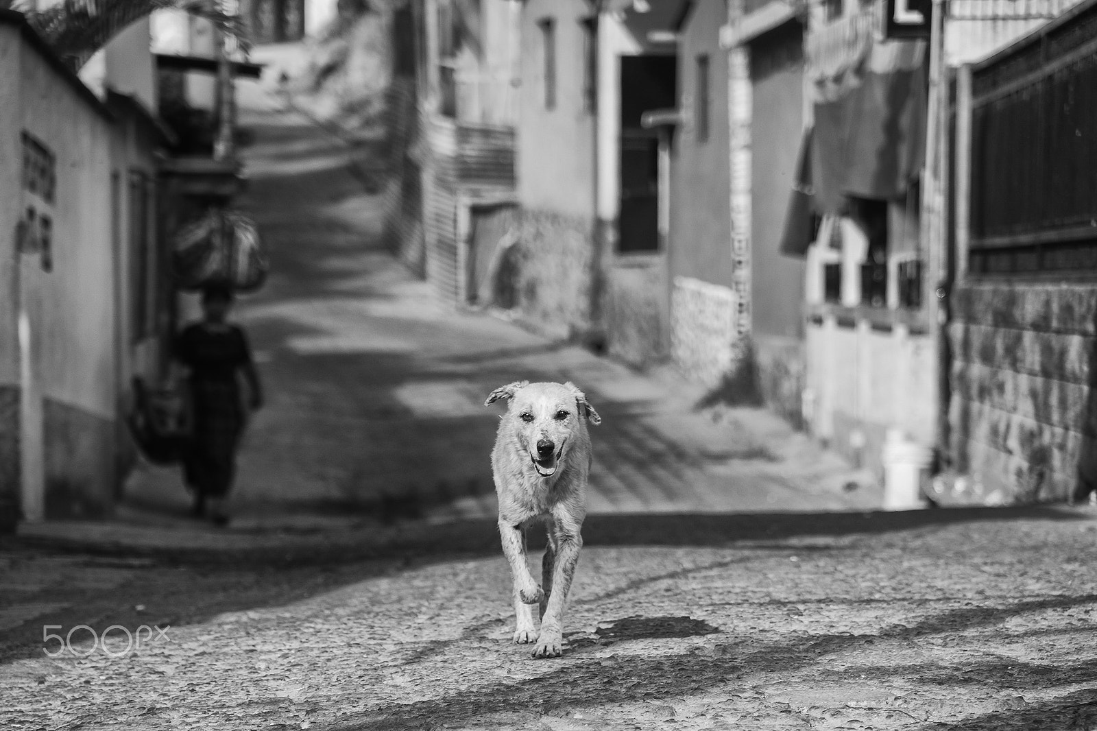 Tamron AF 28-200mm F3.8-5.6 XR Di Aspherical (IF) Macro sample photo. Senderos de perro photography