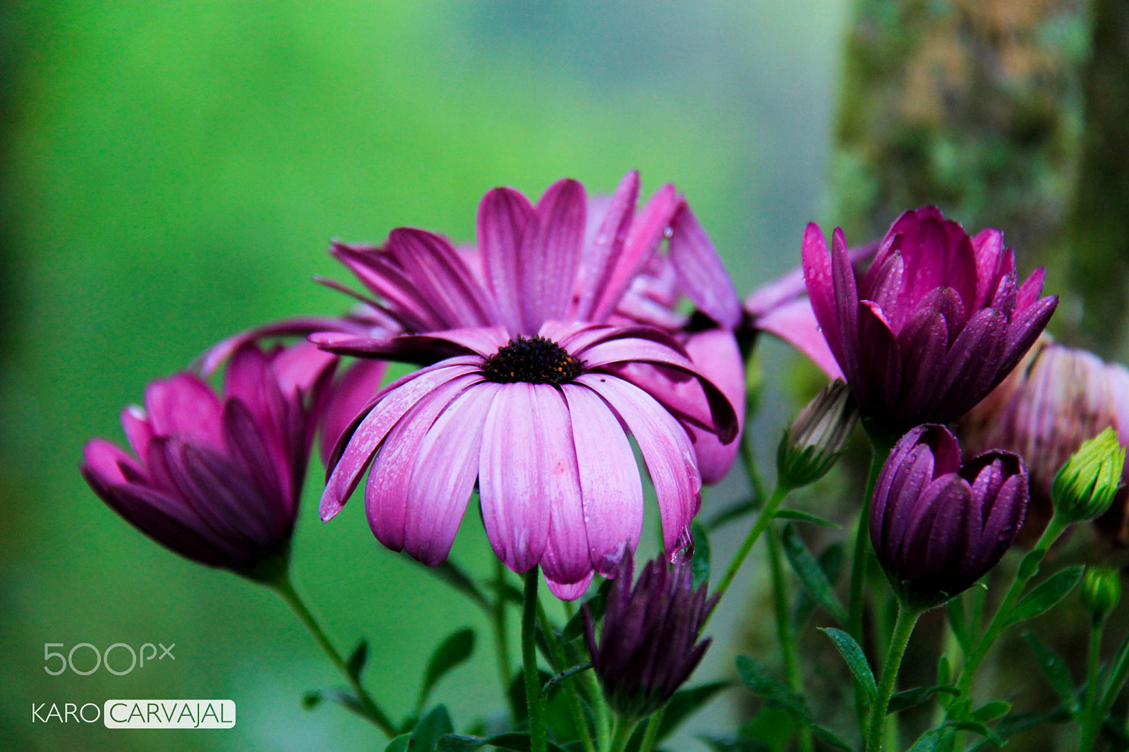 Canon EF-S 18-200mm F3.5-5.6 IS sample photo. Primavera helada photography