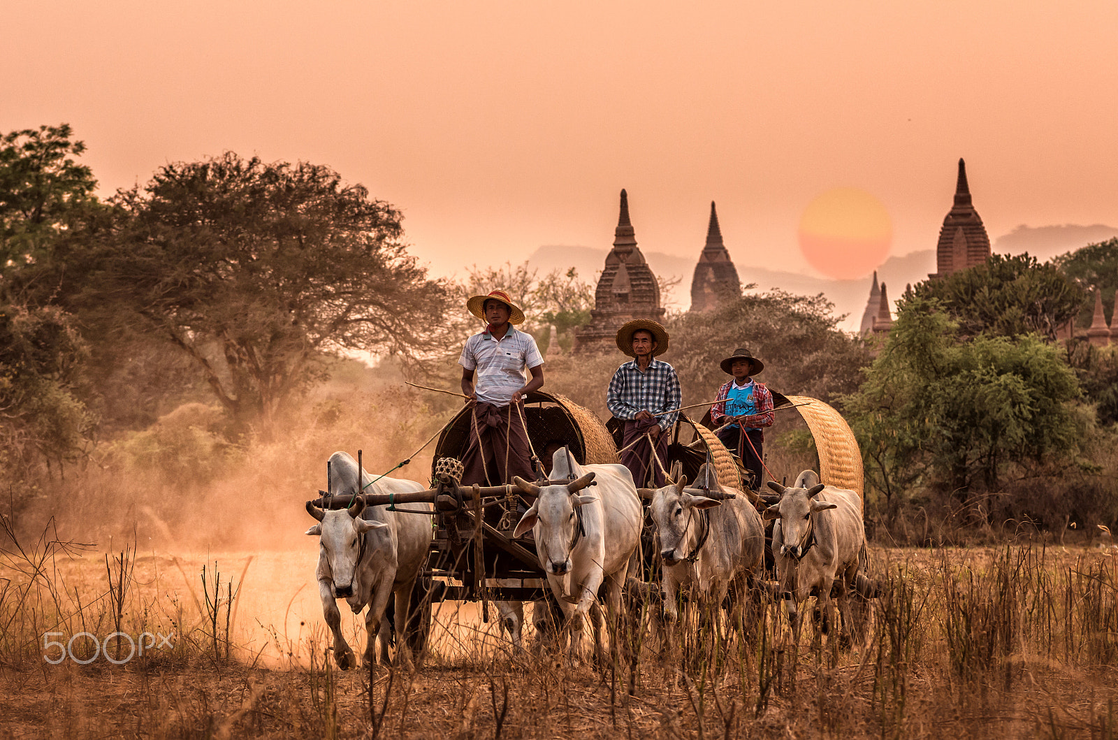 Pentax K-5 IIs sample photo. Burmese rural transportation with two white oxen pulling wooden photography