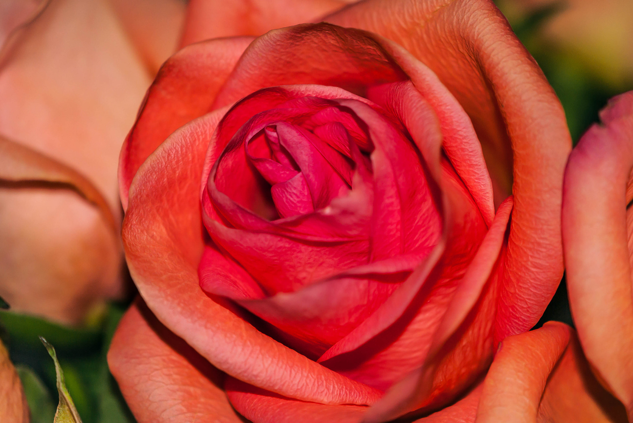 Nikon AF-S DX Micro-Nikkor 85mm F3.5G ED VR sample photo. Chili rose photography