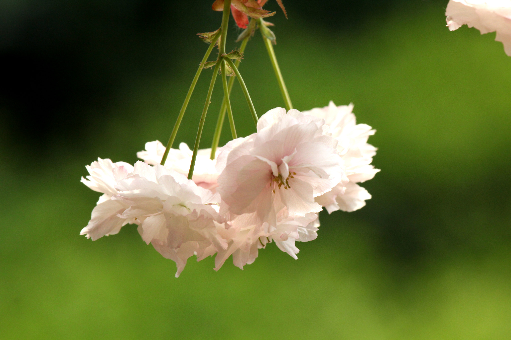 Canon EF 100-400mm F4.5-5.6L IS USM sample photo