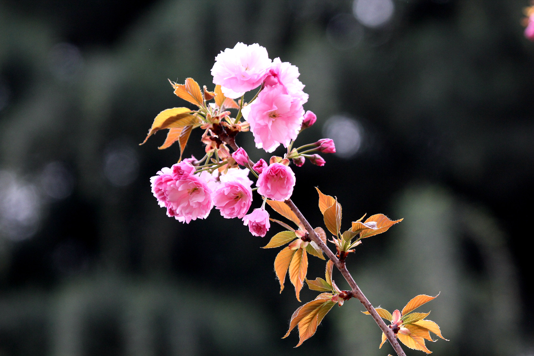 Canon EF 100-400mm F4.5-5.6L IS USM sample photo