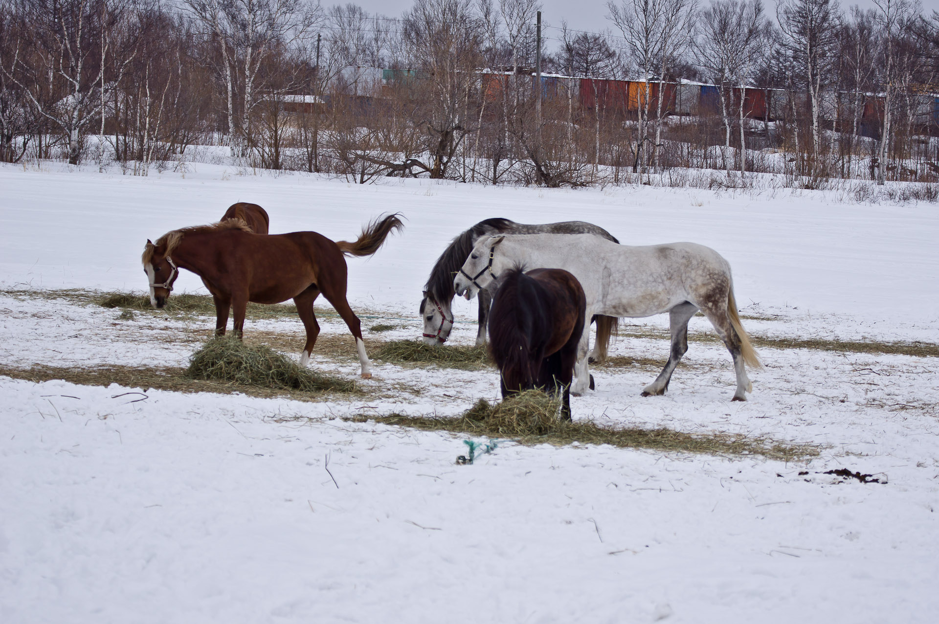 Sony Alpha DSLR-A580 sample photo. Мнение (opinion) photography