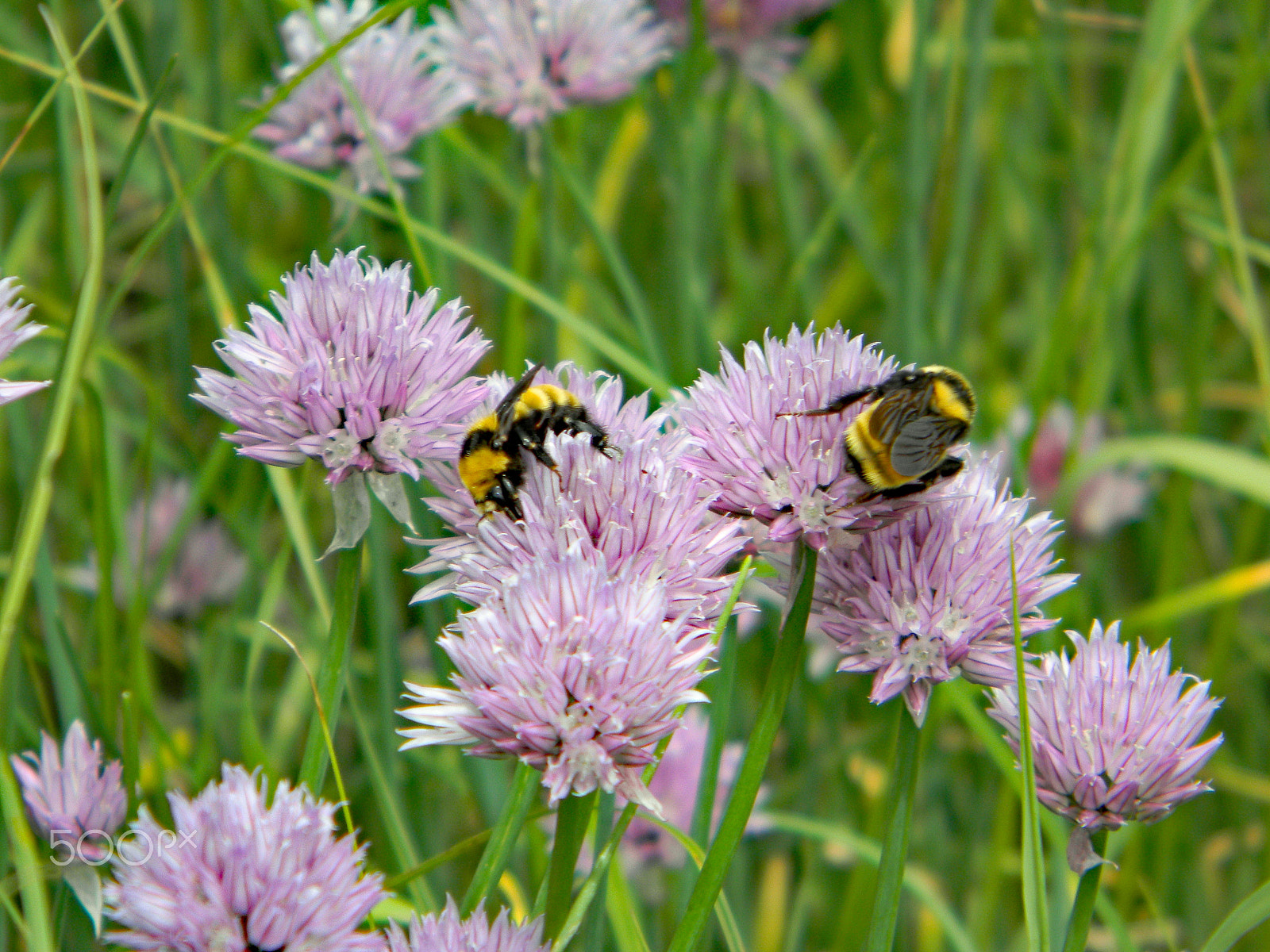 Nikon COOLPIX L105 sample photo. Pollinating wild chives photography
