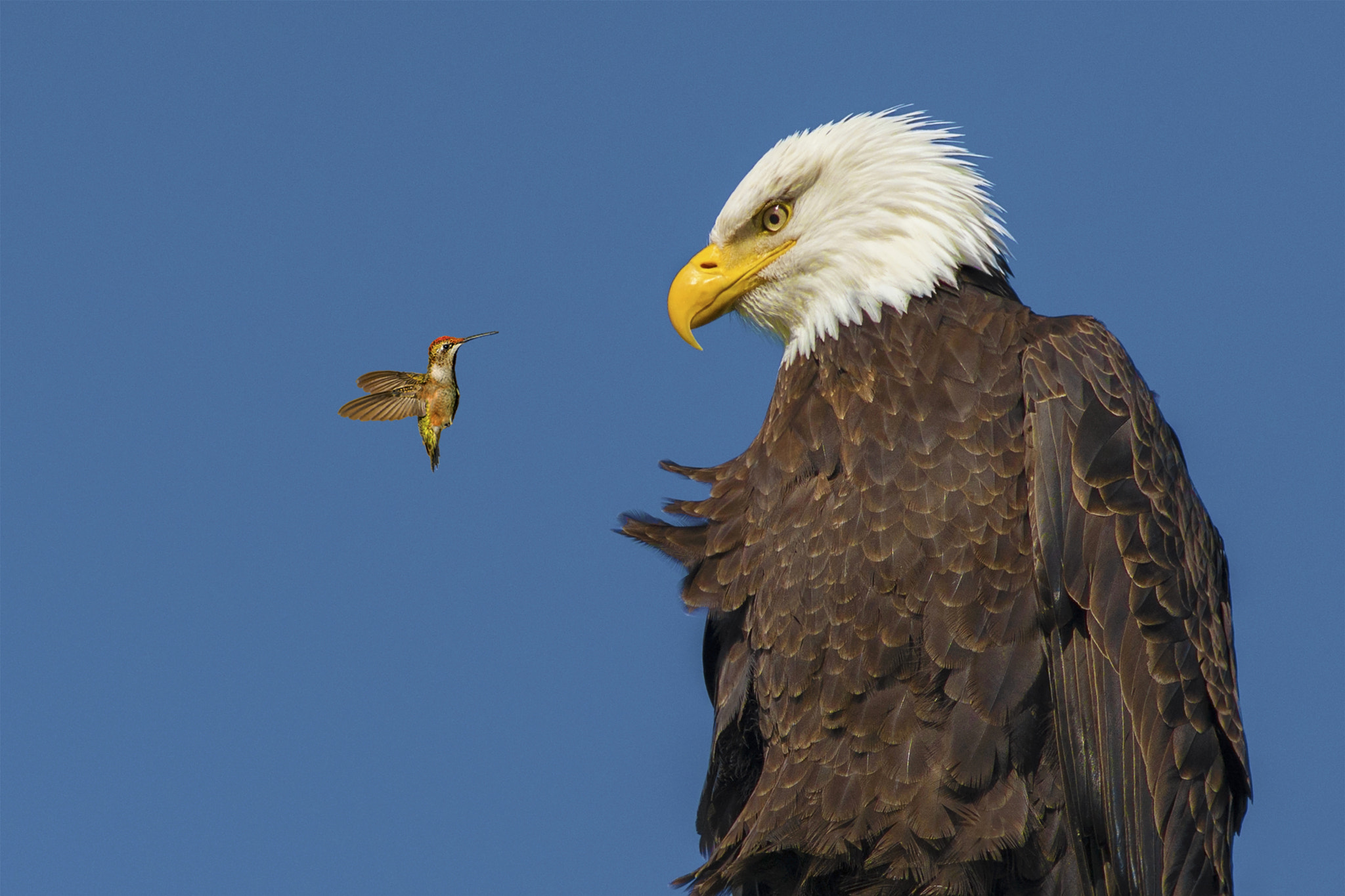 Nikon D800E + AF Nikkor 300mm f/4 IF-ED sample photo. Hi little buddy photography