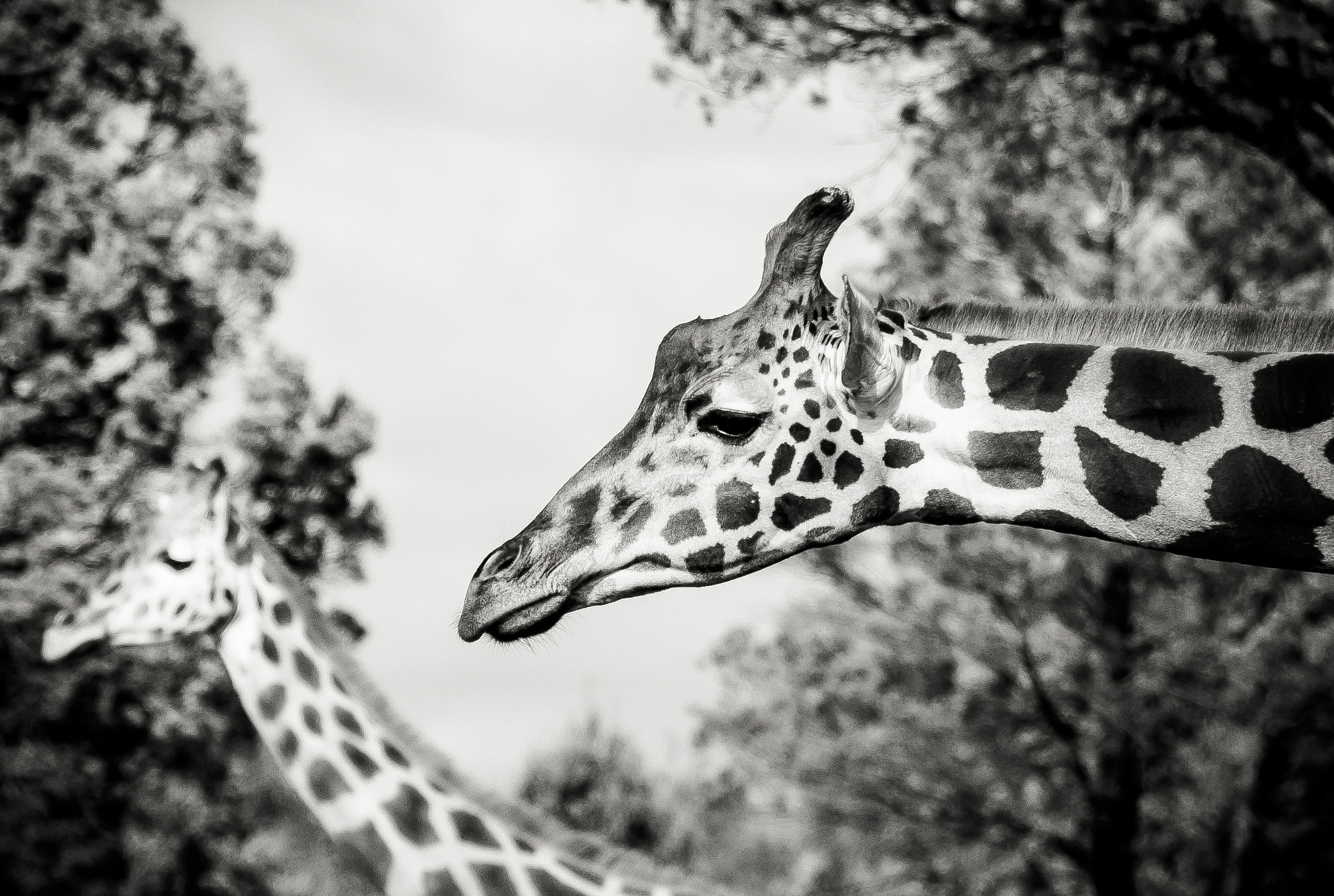 Sigma 18-250mm F3.5-6.3 DC Macro OS HSM sample photo. Giraffes photography