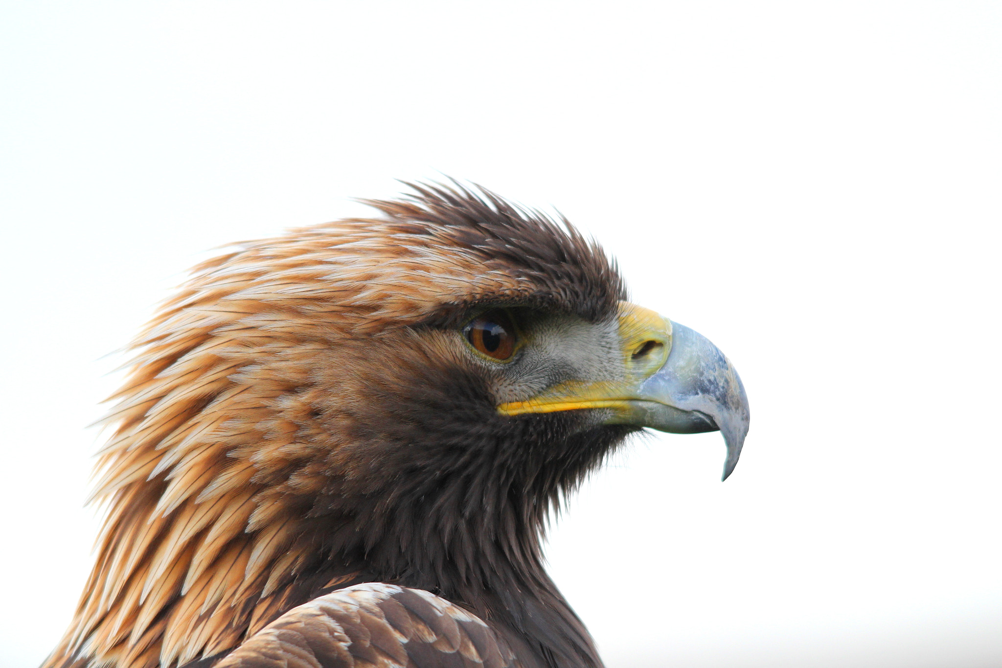 Canon 150-500mm sample photo. Golden eagle photography