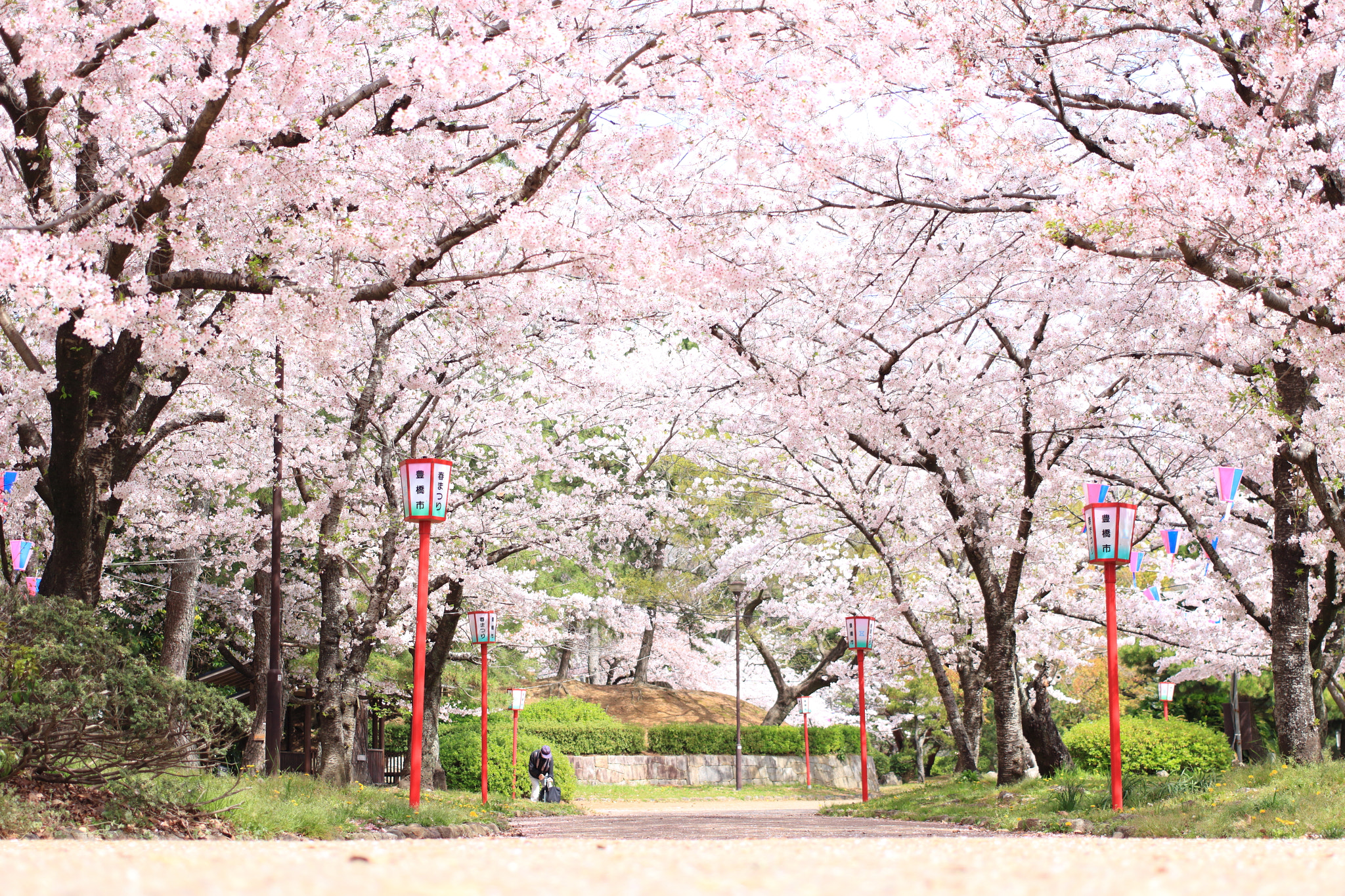 Canon EOS 100D (EOS Rebel SL1 / EOS Kiss X7) sample photo. Sakura at toyohashi photography