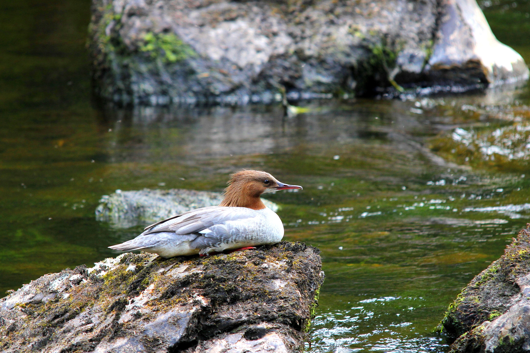 Canon 150-500mm sample photo. Female goosander photography
