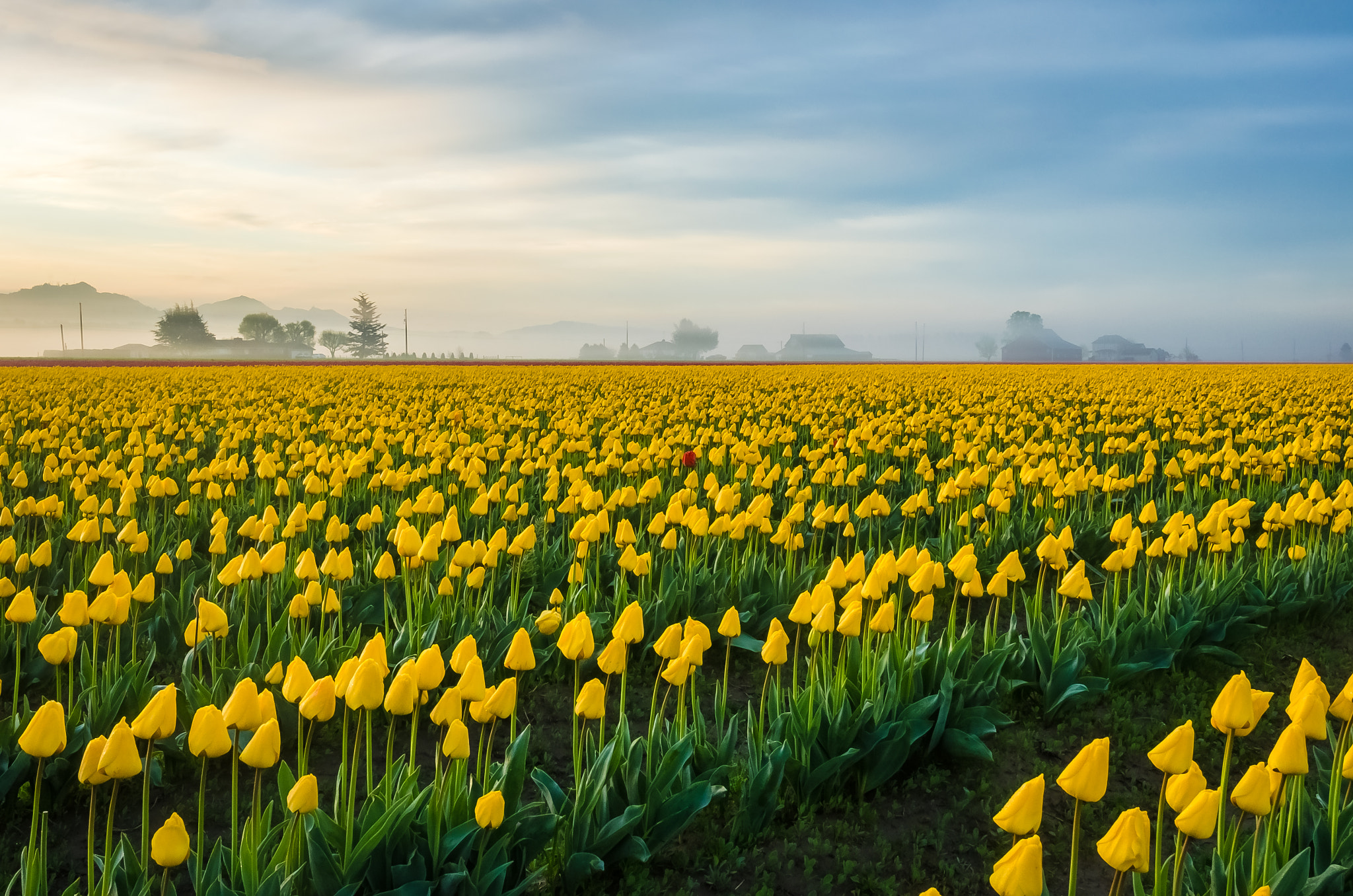 Nikon AF-S Nikkor 14-24mm F2.8G ED sample photo. Yellow tulips photography