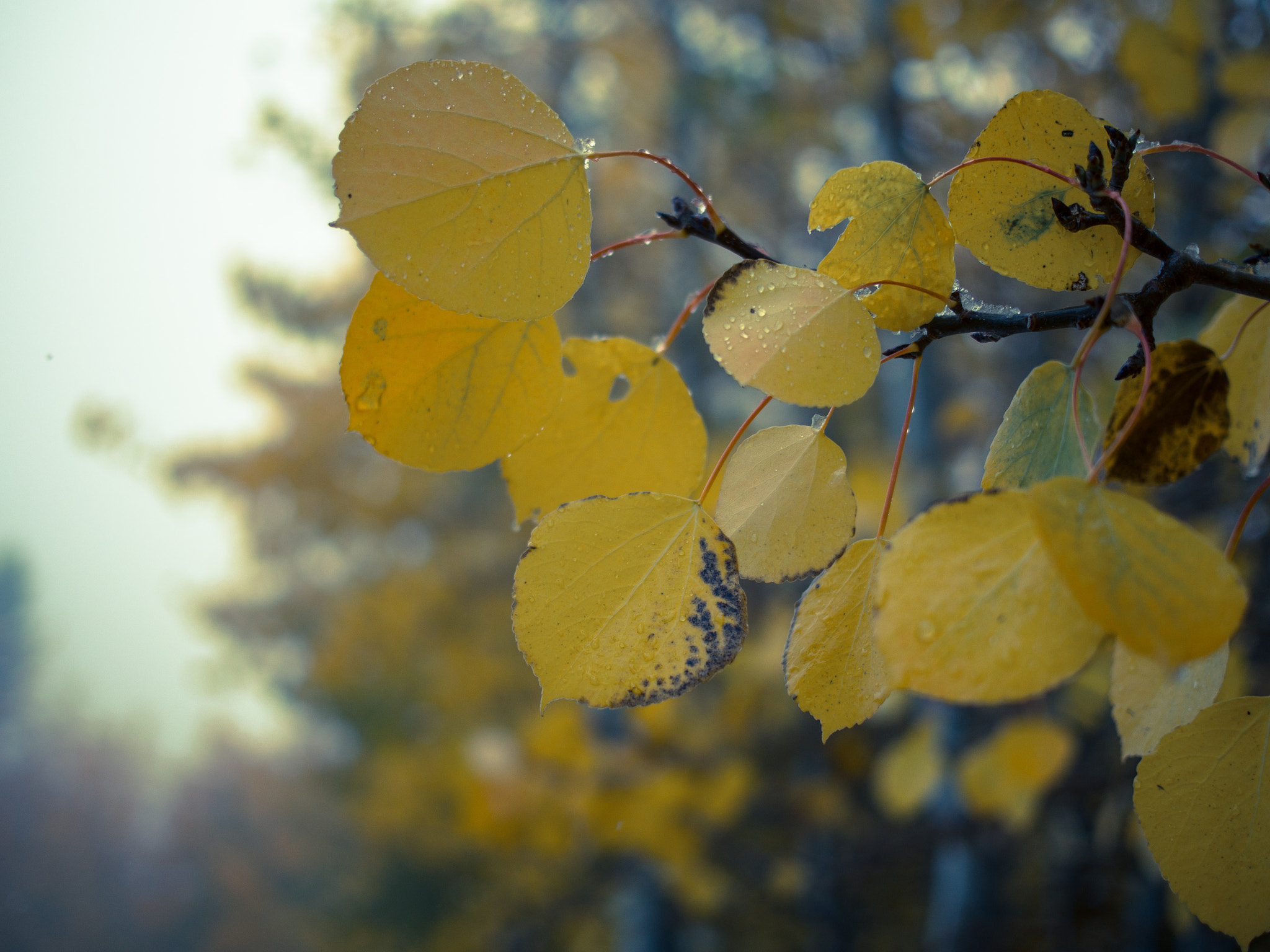 Olympus PEN E-PL6 + Panasonic Lumix G 20mm F1.7 ASPH sample photo. Leaves of fall photography