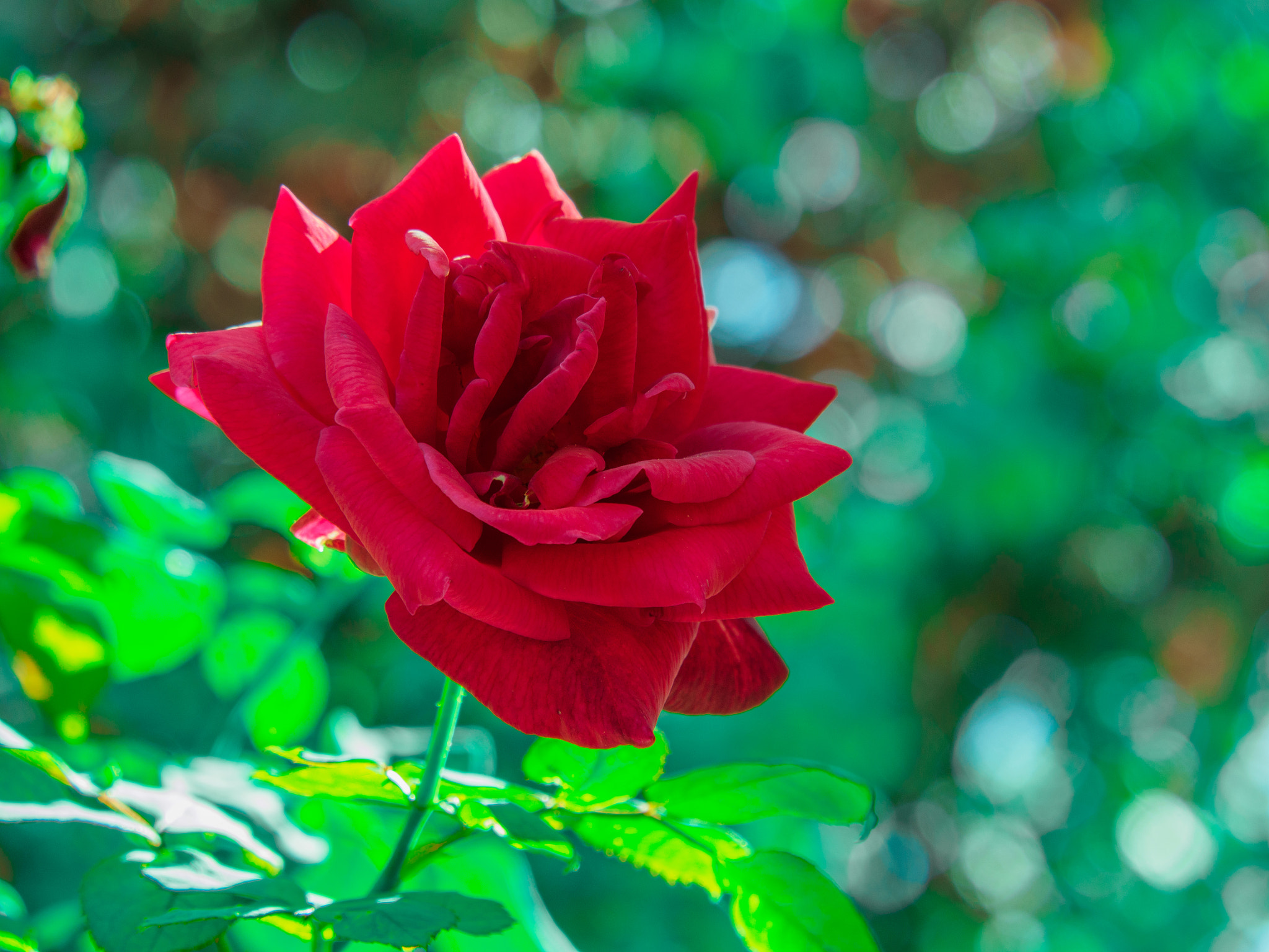 Olympus PEN E-PL6 sample photo. Red and green photography