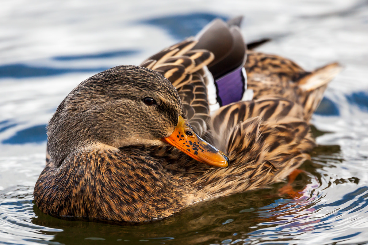 Canon EF 500mm F4L IS USM sample photo. Preening mallard photography