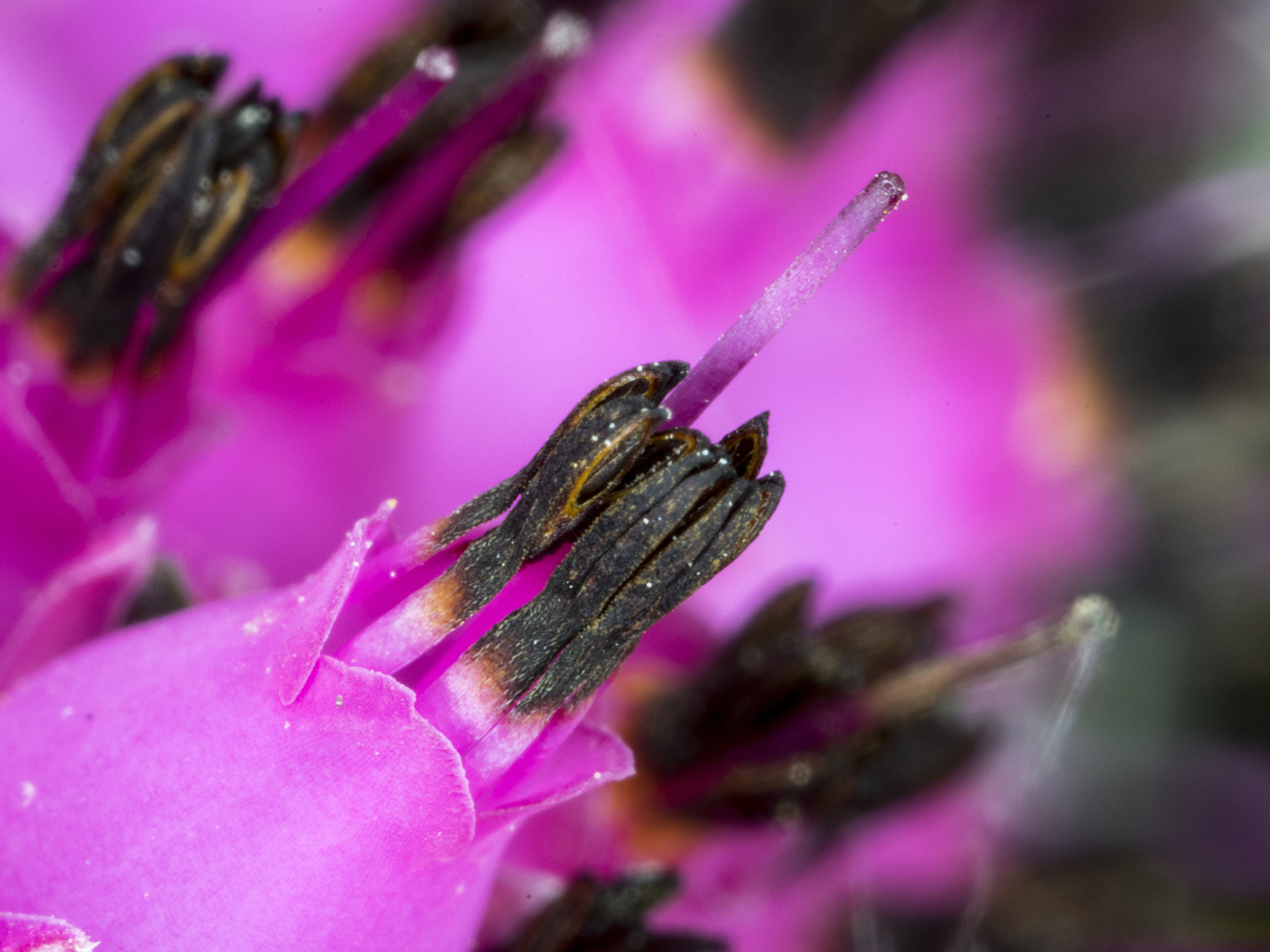 Canon MP-E 65mm F2.5 1-5x Macro Photo sample photo. Erica terminalis photography