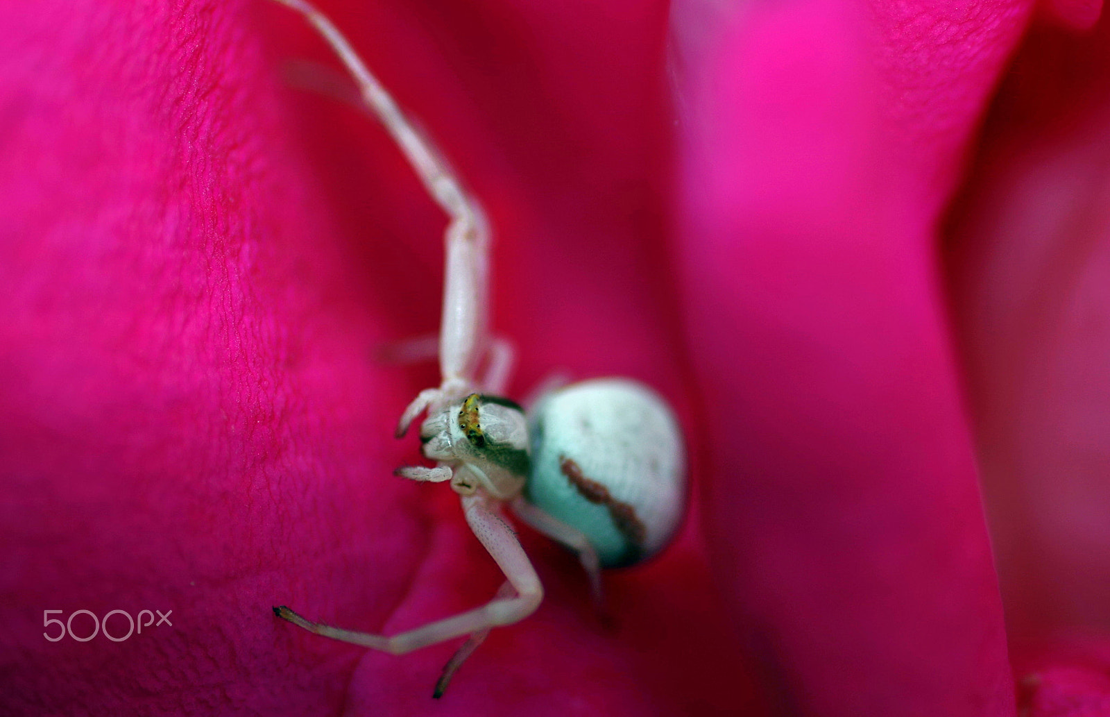 Pentax smc D-FA 100mm F2.8 macro sample photo. Arachnid photography