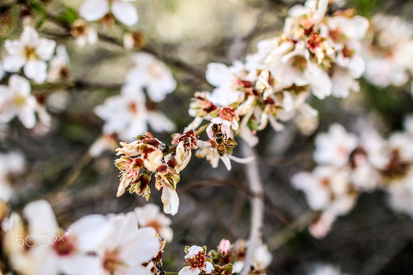 Canon EF 24mm F1.4L II USM sample photo. Spring -gaza photography