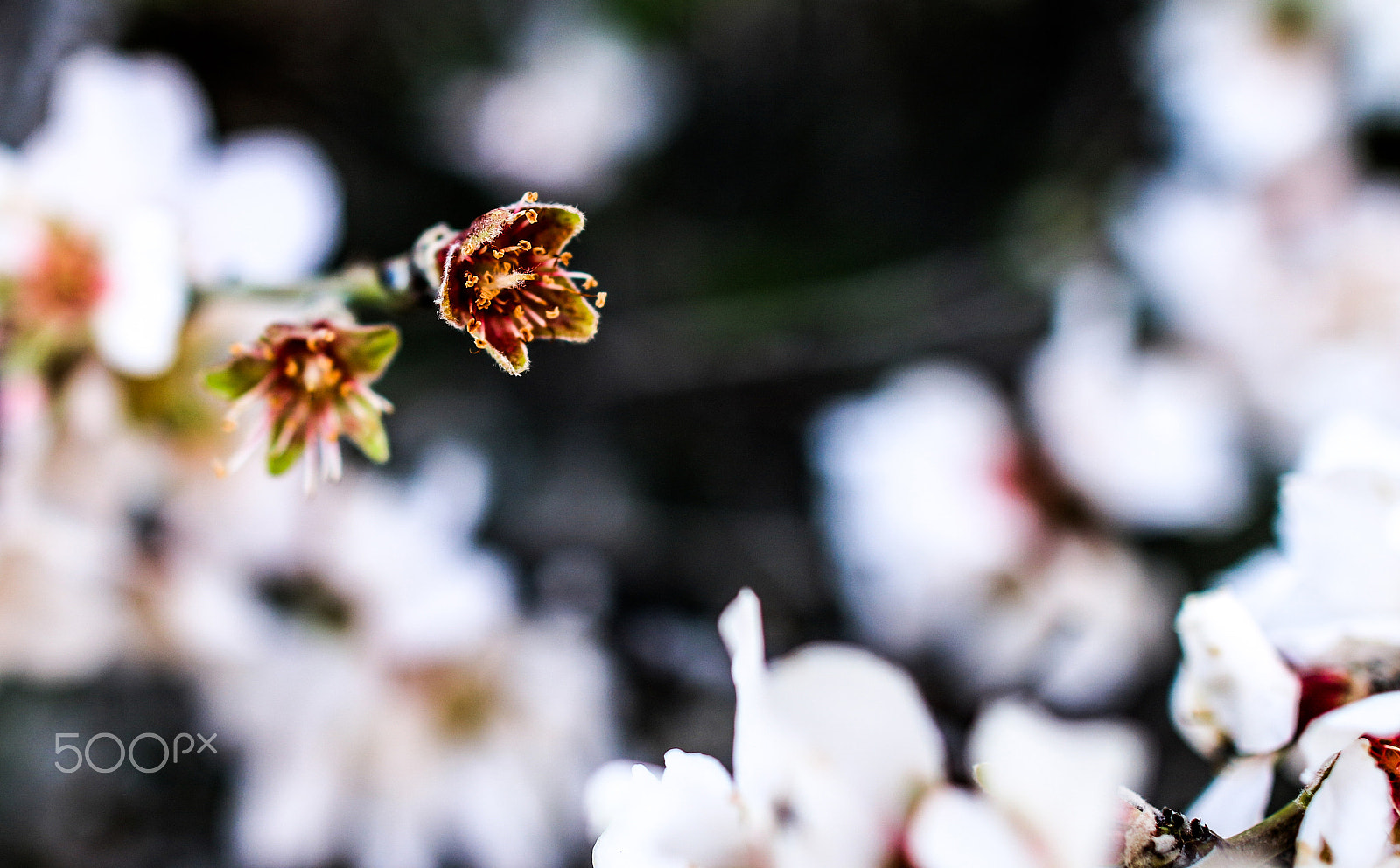 Canon EF 24mm F1.4L II USM sample photo. Spring -gaza photography
