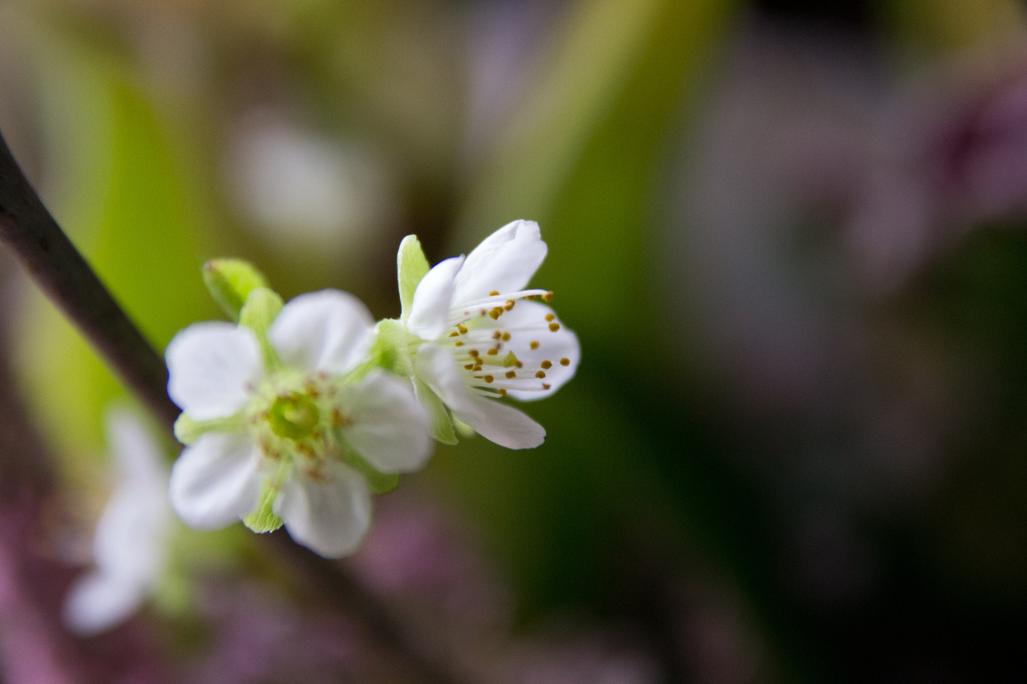 Sigma 17-70mm F2.8-4 DC Macro OS HSM sample photo. Blossoms photography