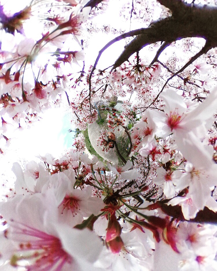 Ricoh Theta S sample photo. Cherry blossoms, sakura photography