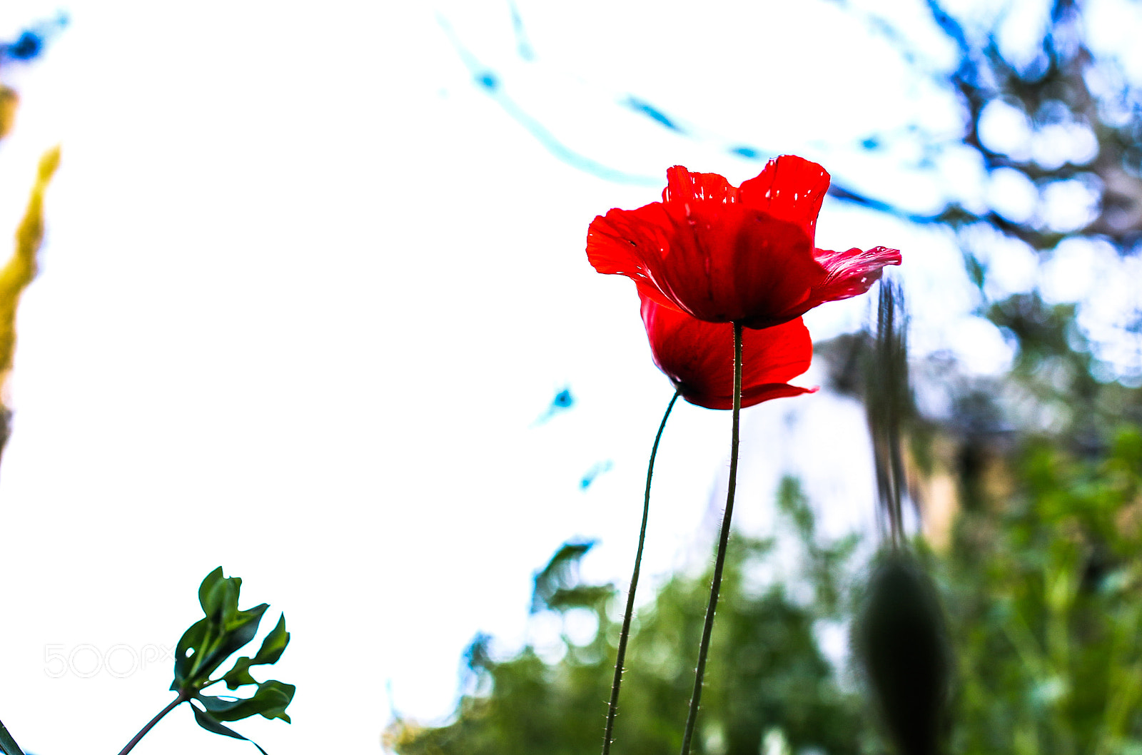 Canon EOS 70D + Canon EF 24mm F1.4L II USM sample photo. Spring -gaza photography