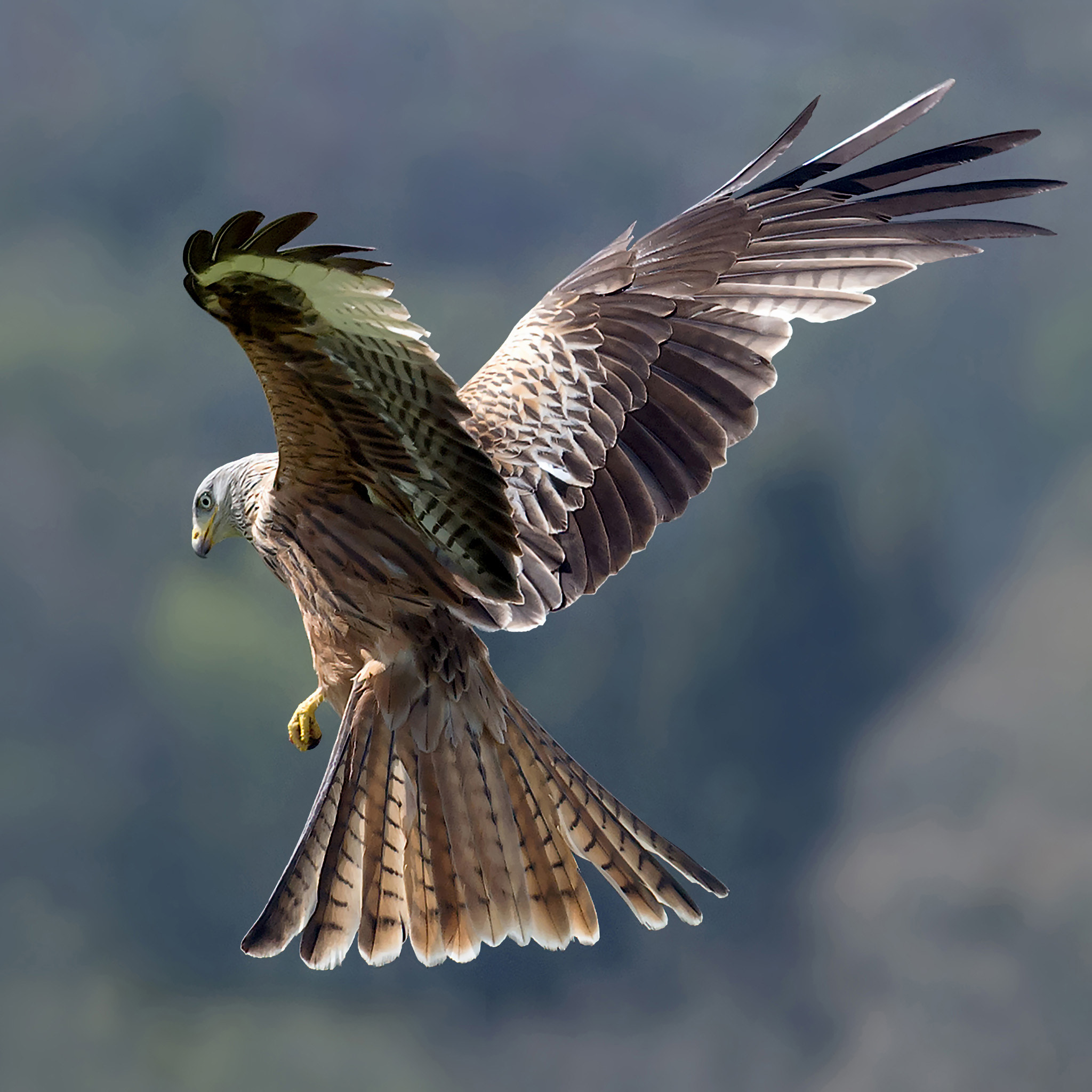 Nikon D4 + Nikon AF-S Nikkor 300mm F4D ED-IF sample photo. Redkites mayas smart object piccure+ photography