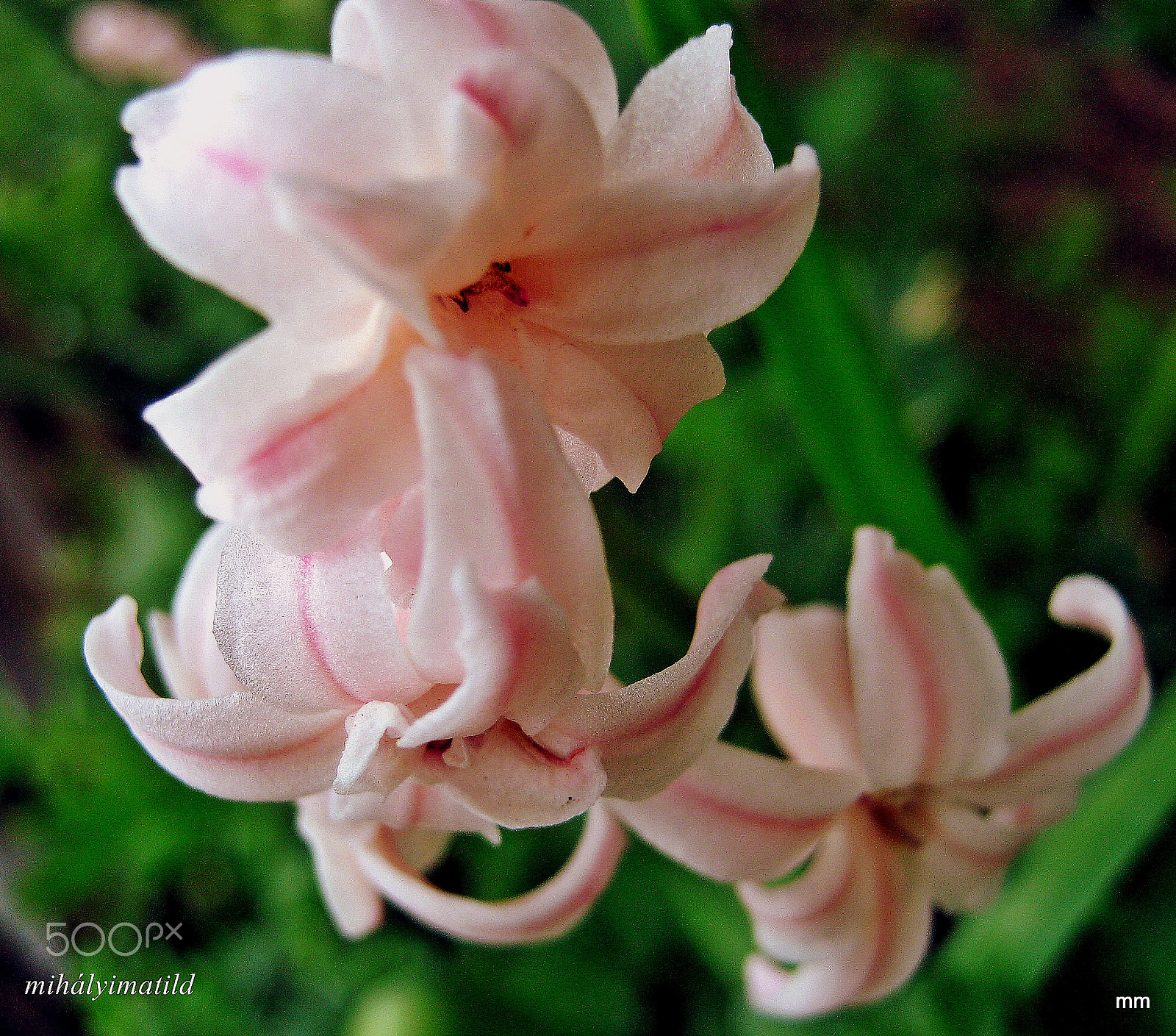Canon PowerShot A800 sample photo. Hyacinth photography