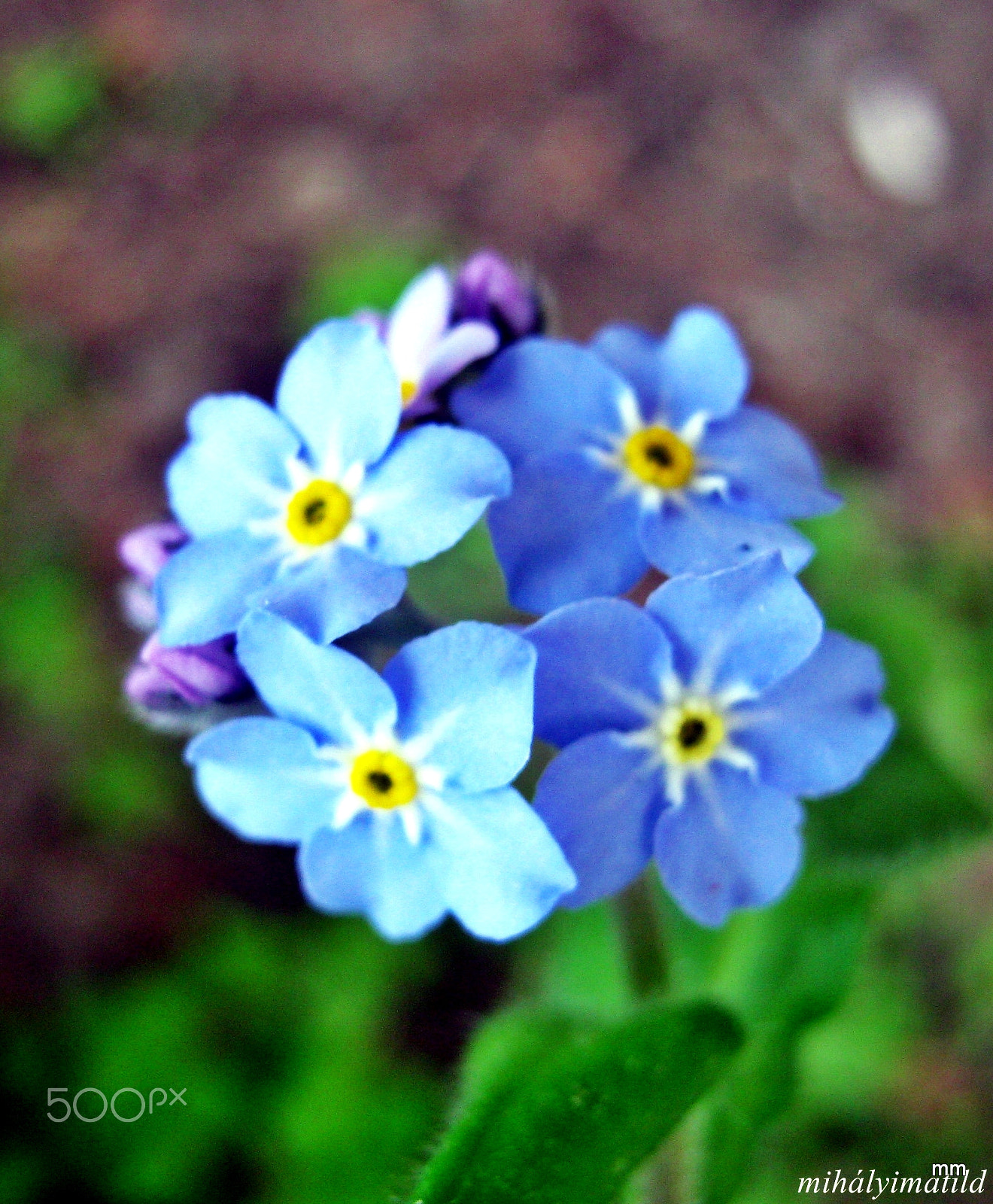 Canon PowerShot A800 sample photo. Forget-me-not photography