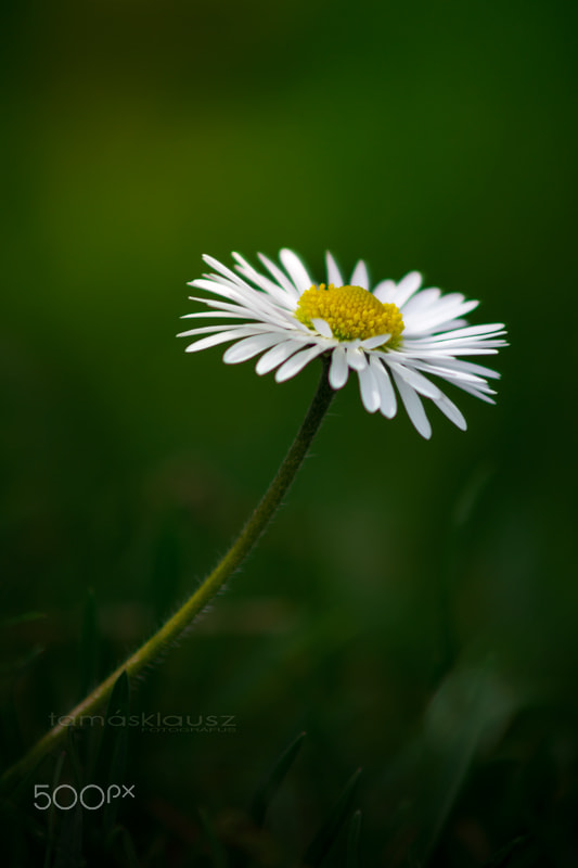 Minolta AF 70-210mm F4 Macro sample photo. Wonderful spring photography