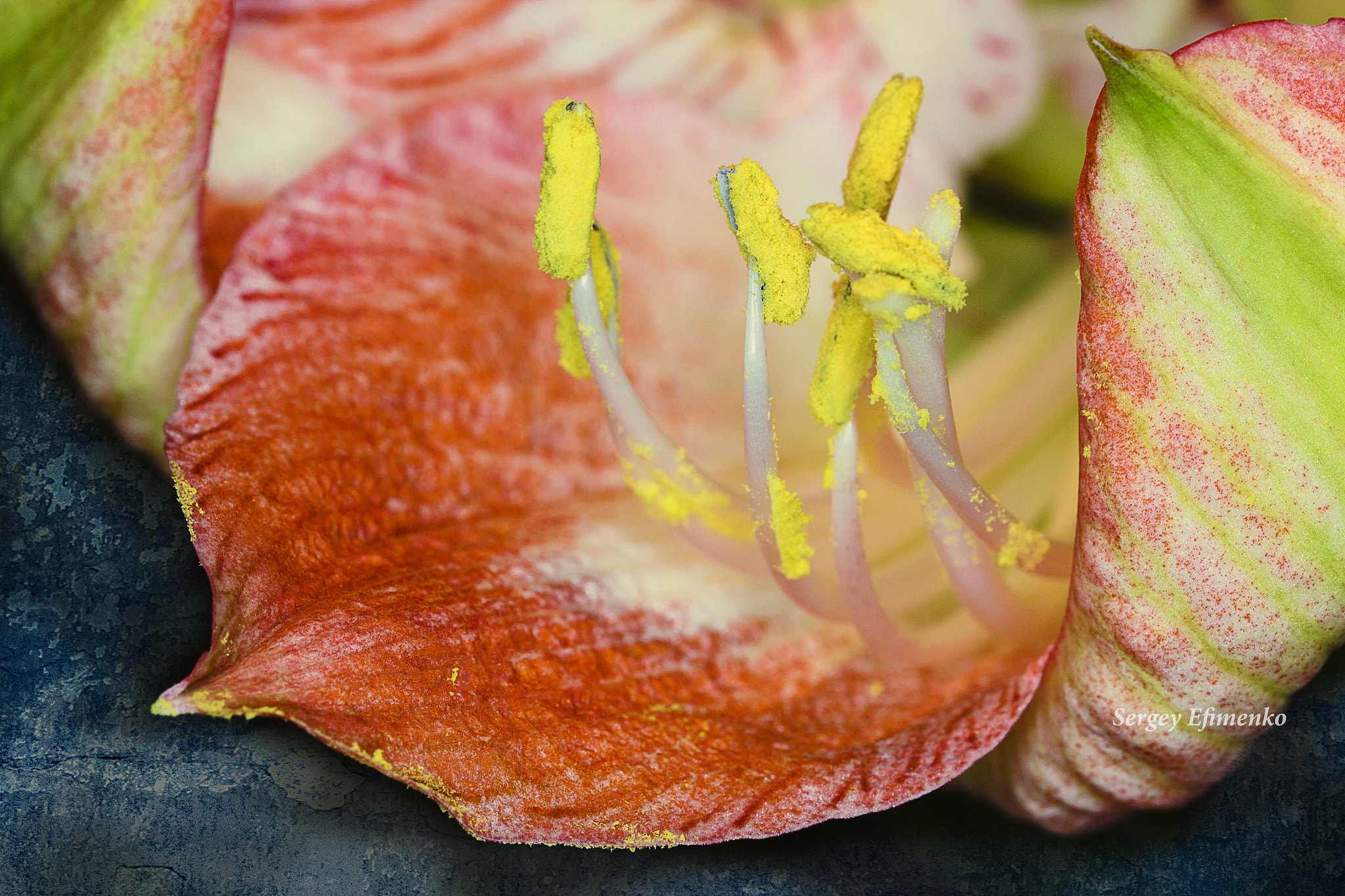 Sigma 105mm F2.8 EX DG OS HSM sample photo. On the wall photography