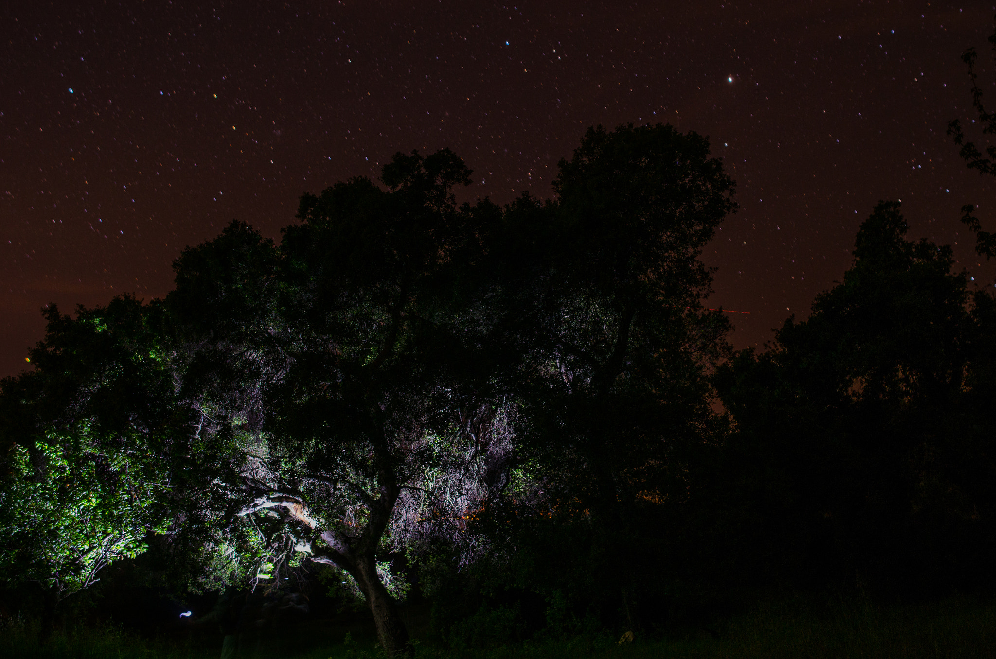 Nikon D5100 + Samyang 12mm F2.8 ED AS NCS Fisheye sample photo. The lit oak photography