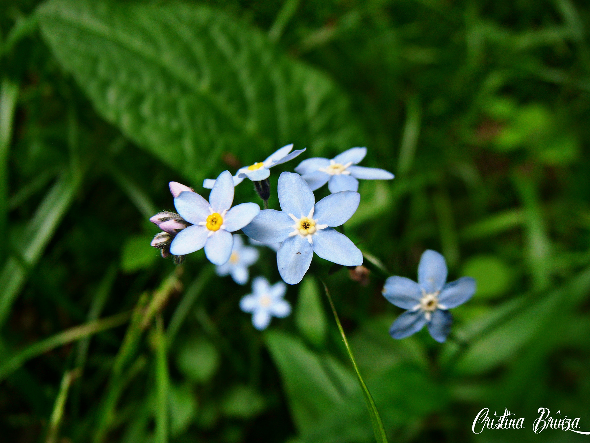 Fujifilm FinePix Z37 sample photo. Myosotis photography