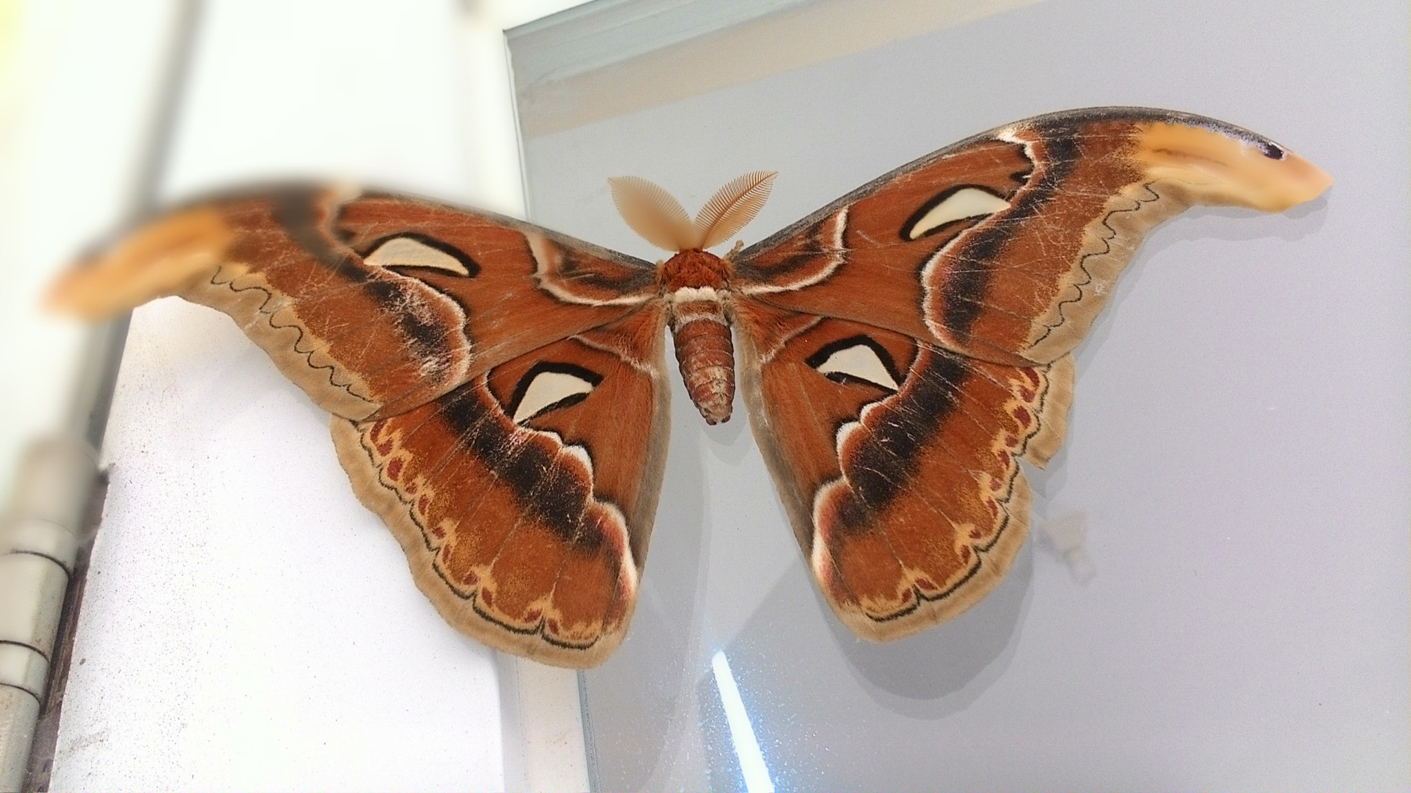 ASUS ZenFone 4 (A450CG) sample photo. Big butterfly  photography
