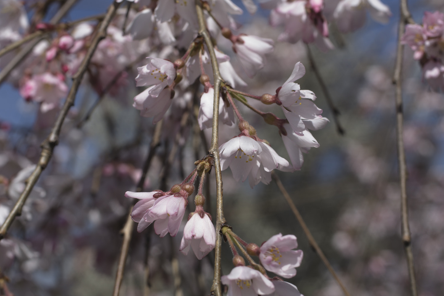 Sony a6000 + Canon EF 50mm F2.5 Macro sample photo. The daily percyscope 005 photography