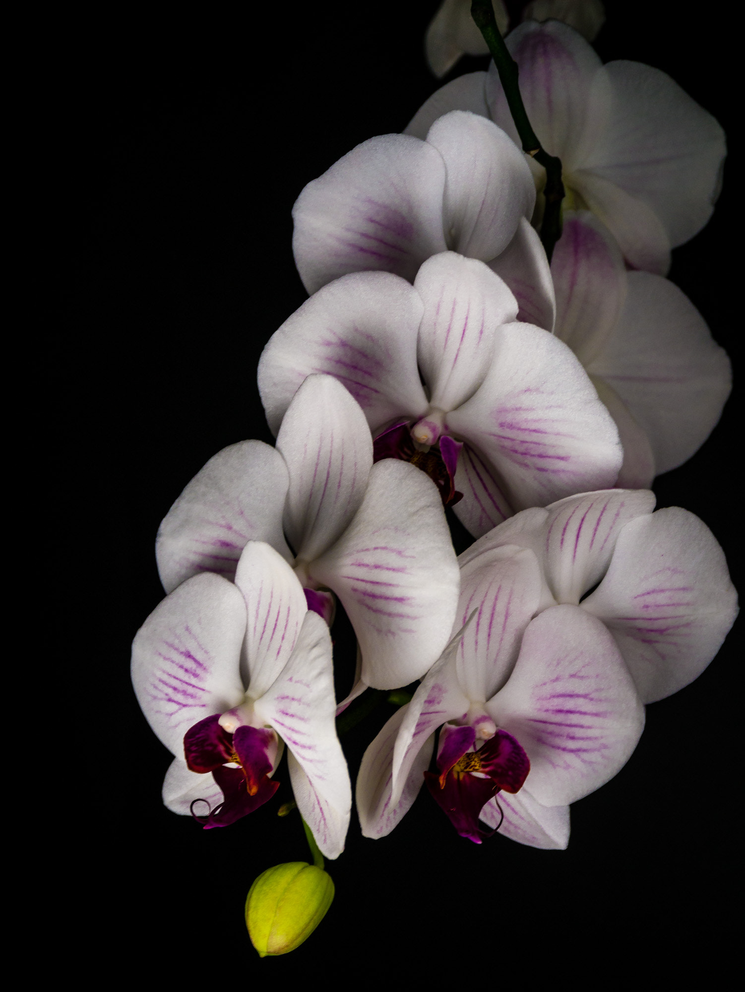 Panasonic Lumix DMC-G3 sample photo. White beauty photography