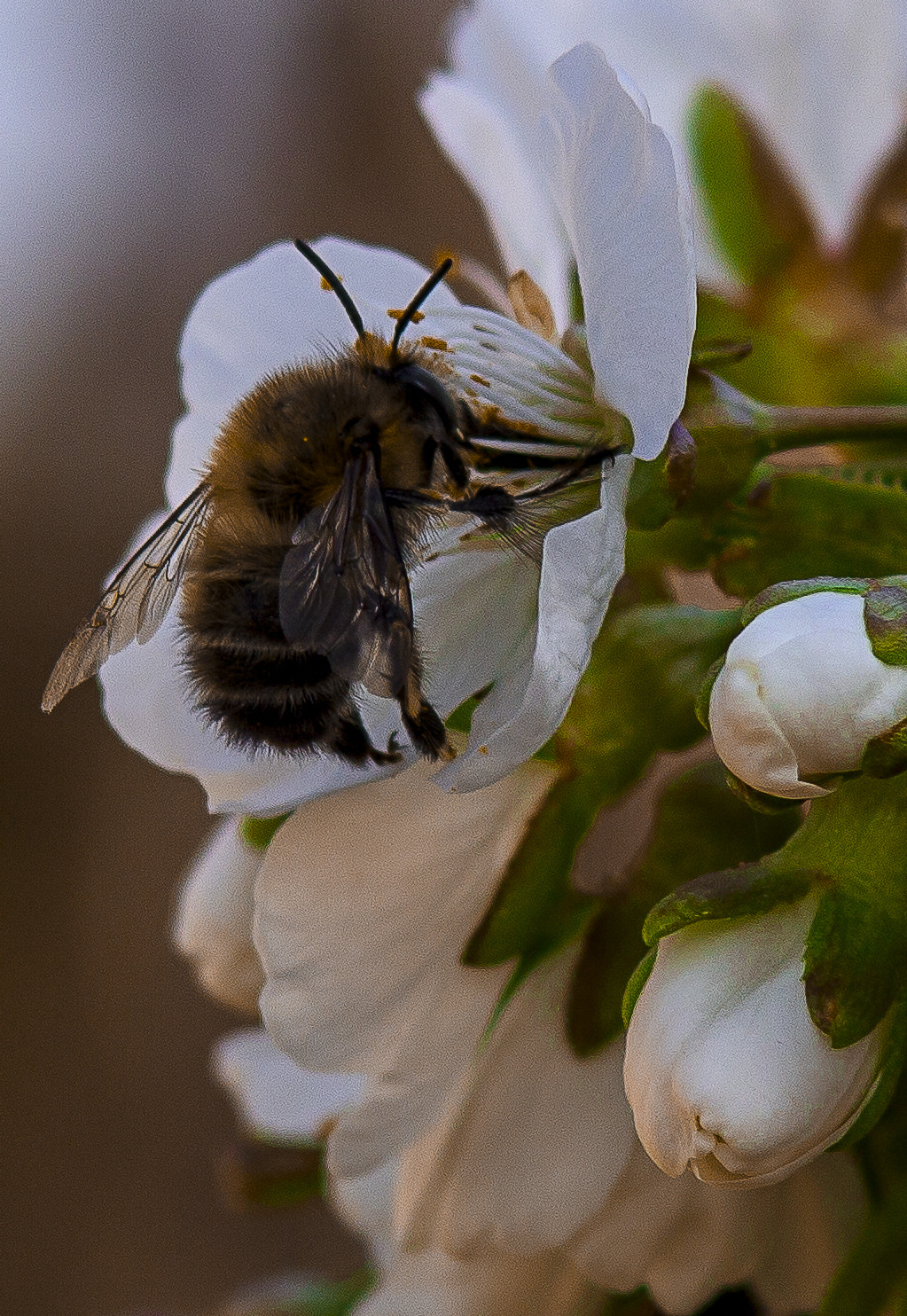 Canon EF 35-105mm f/3.5-4.5 sample photo. Floricires photography