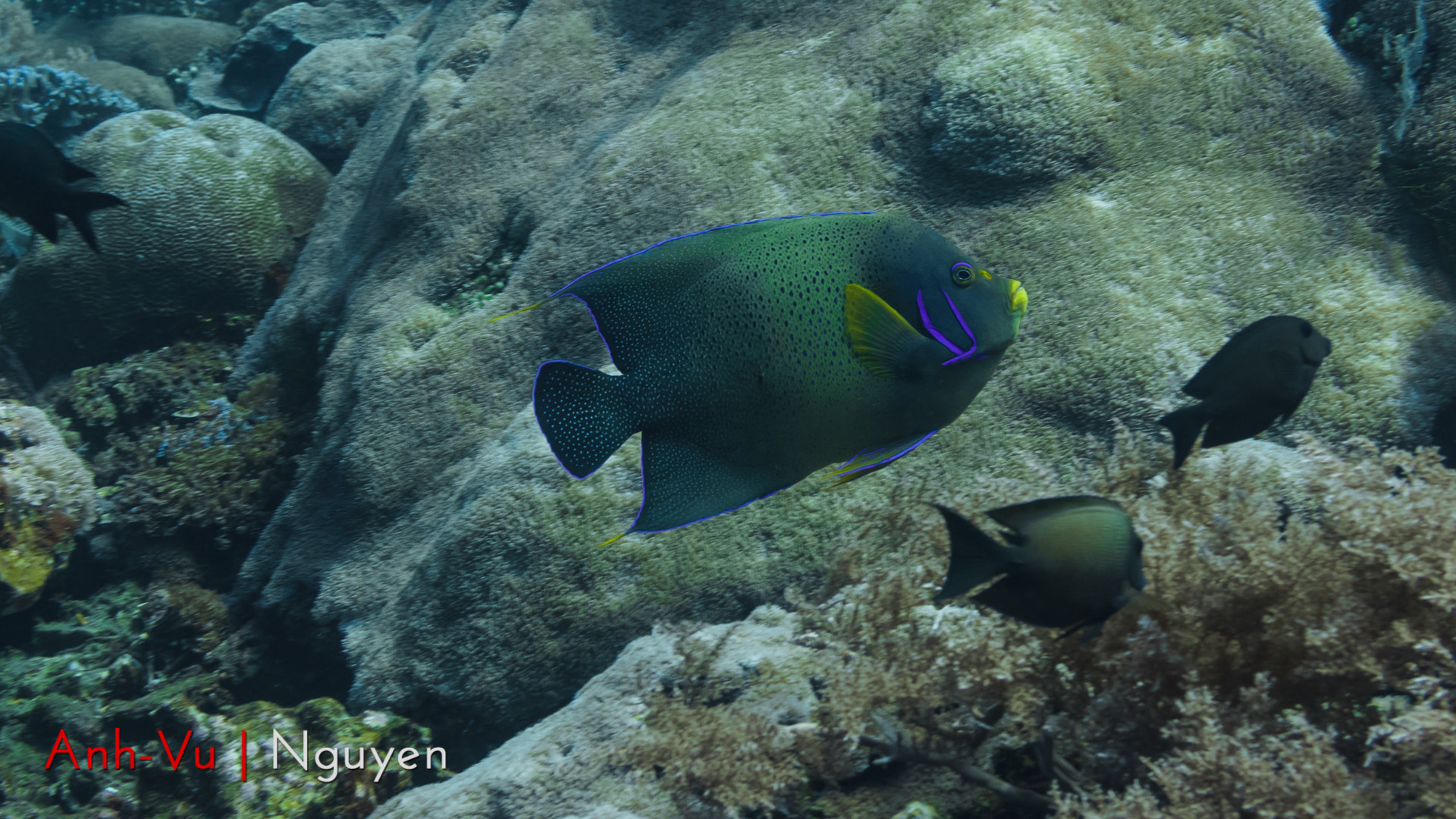 Sony Alpha NEX-5R + Sony E 30mm F3.5 Macro sample photo. Semicircle angelfish photography