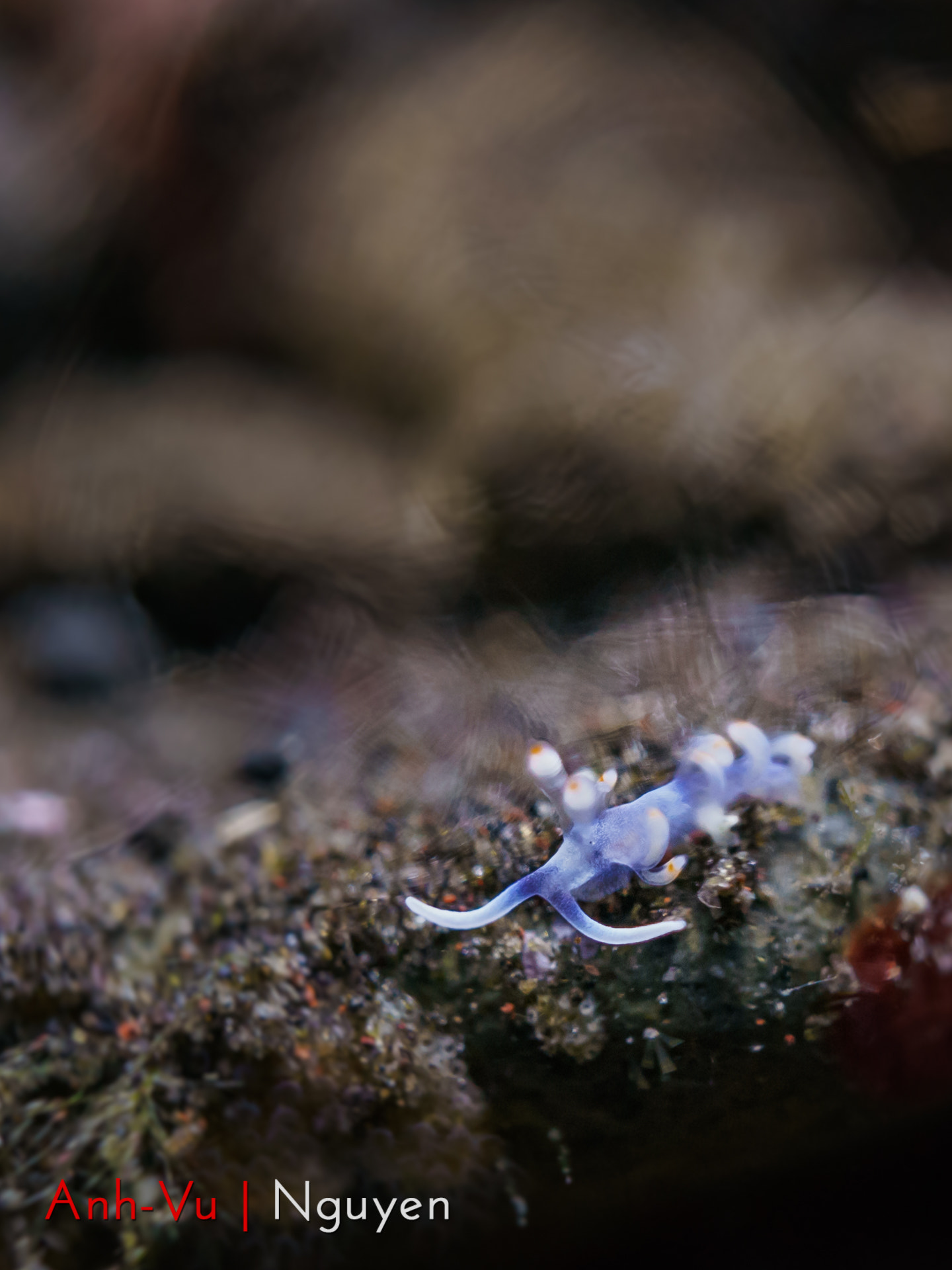 Sony Alpha NEX-5R + Sony E 30mm F3.5 Macro sample photo. Blue flabeline photography