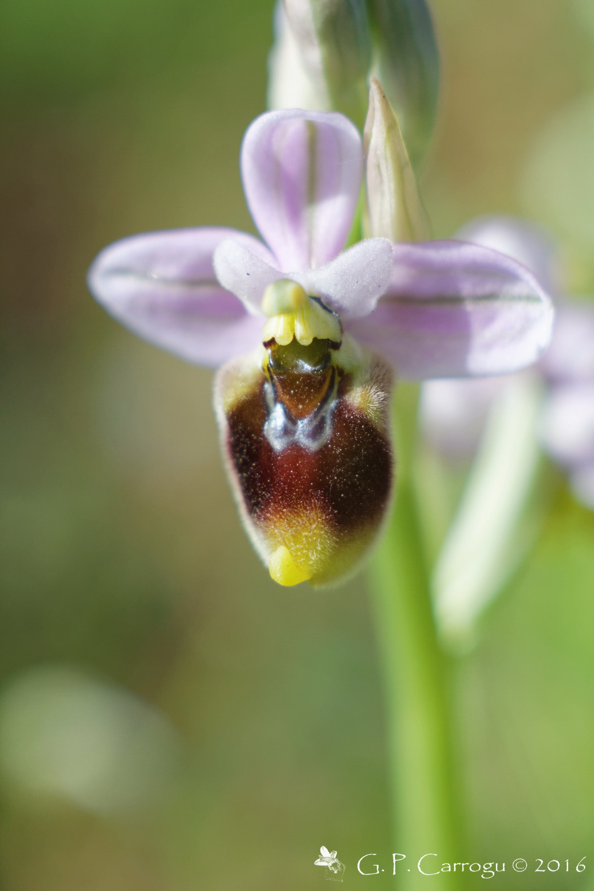 Canon EF 28-80mm f/3.5-5.6 sample photo. Ophrys tenthredinifera, sud sardegna canon eos m, macro tube, jupiter 9 85mm photography
