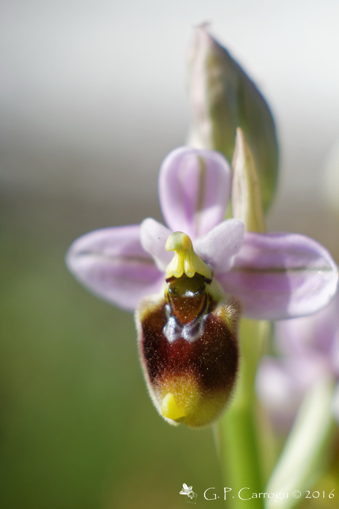 Canon EF 28-80mm f/3.5-5.6 sample photo. Ophrys tenthredinifera, sud sardegna canon eos m, macro tube, jupiter 9 85mm photography